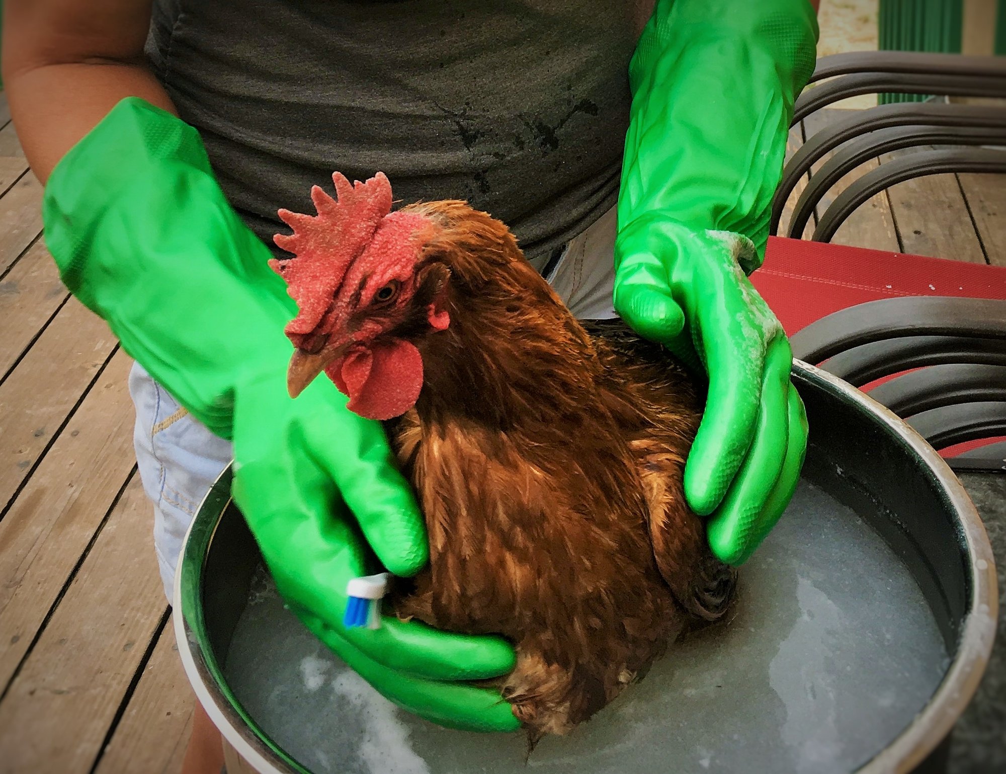 Chicken Bath 9 (2)