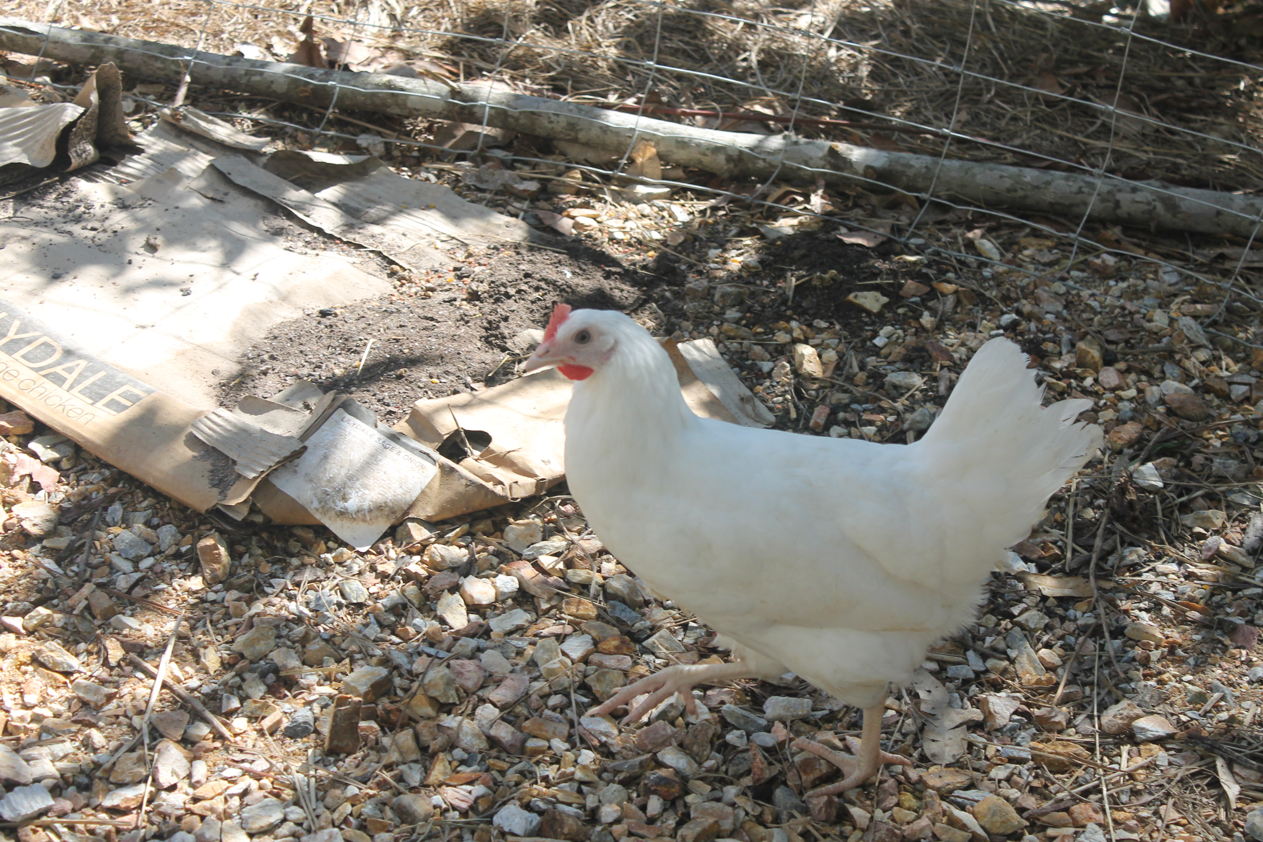 Chicken Bill going for a stroll