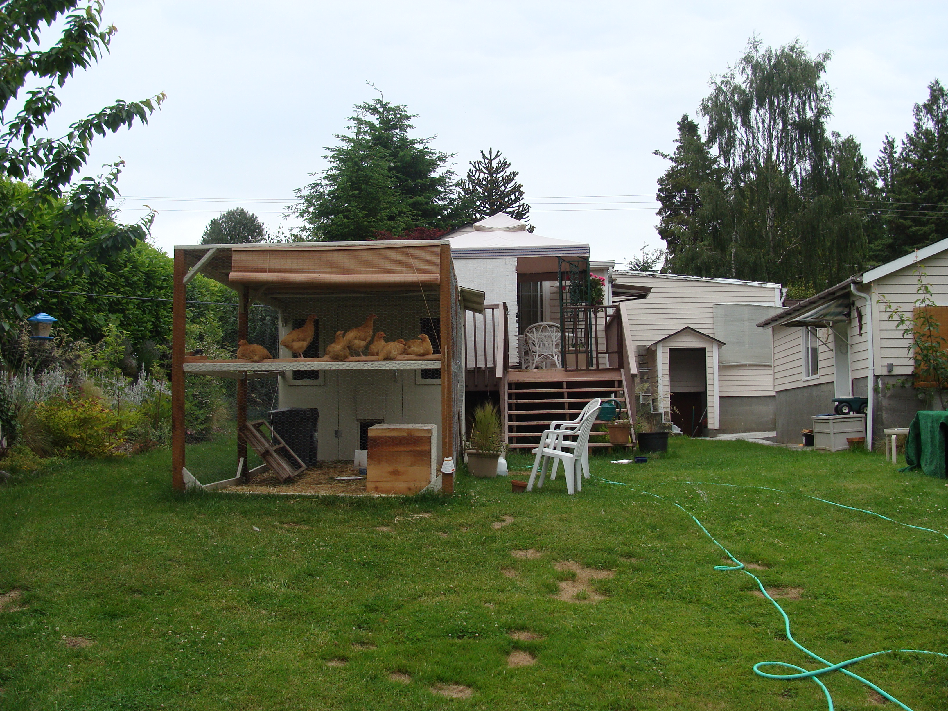 Chicken break panoramic view.