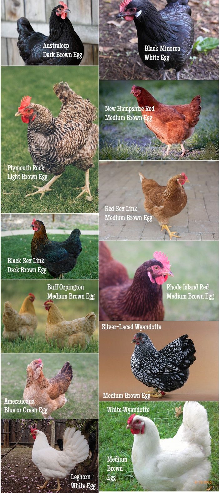 Chicken Breed Chart