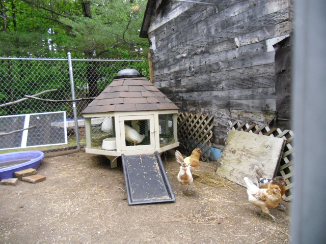 Chicken brought up to the summers coop & aviary.  Letting the girls get to know our new tenants!  And the petrified ducks a chance to get used to the new home, outdoors away from us and CHICKENS!!  They hated the thought of us other than a source of feed!