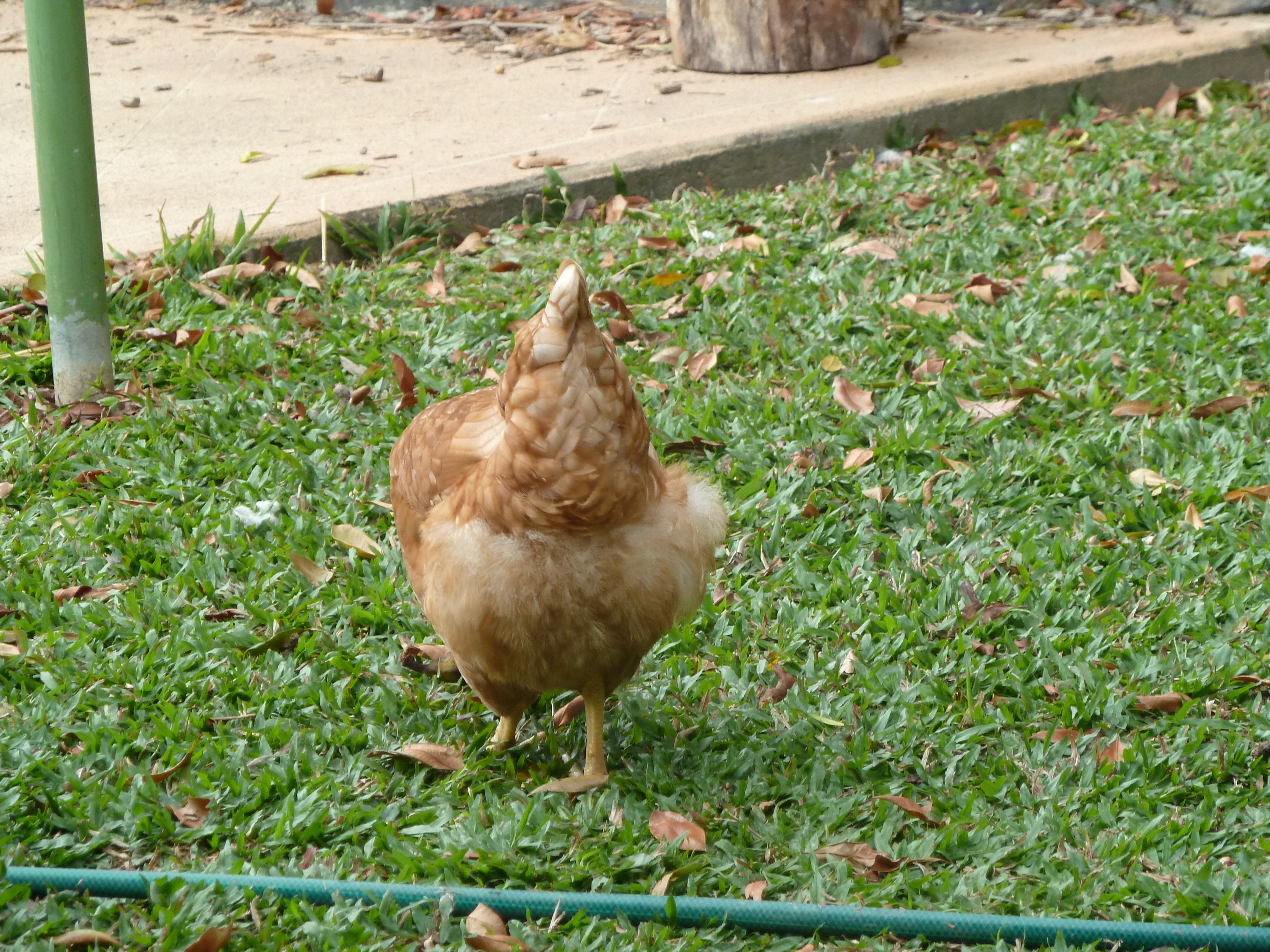 Chicken bum!