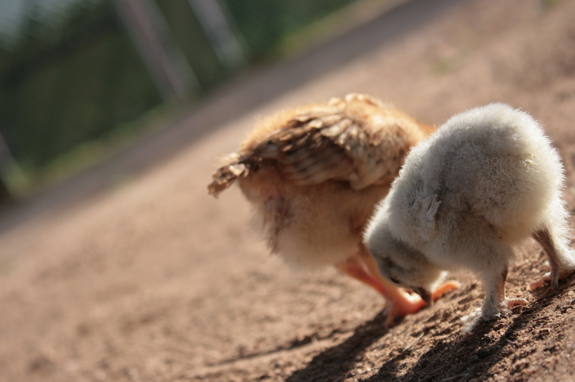 Chicken butt