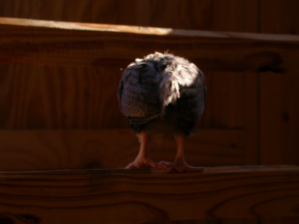Chicken butt. :)