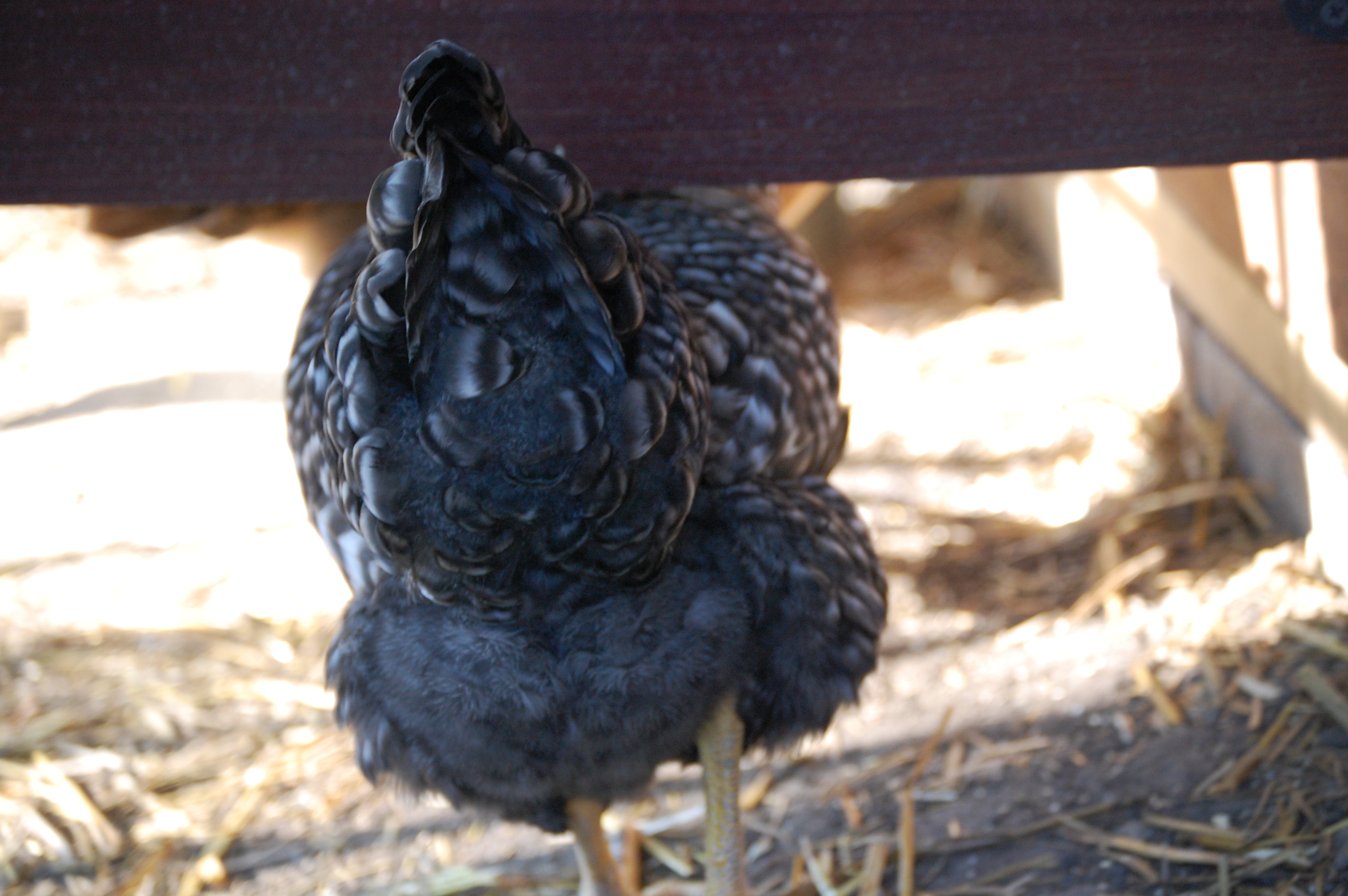 Chicken butt