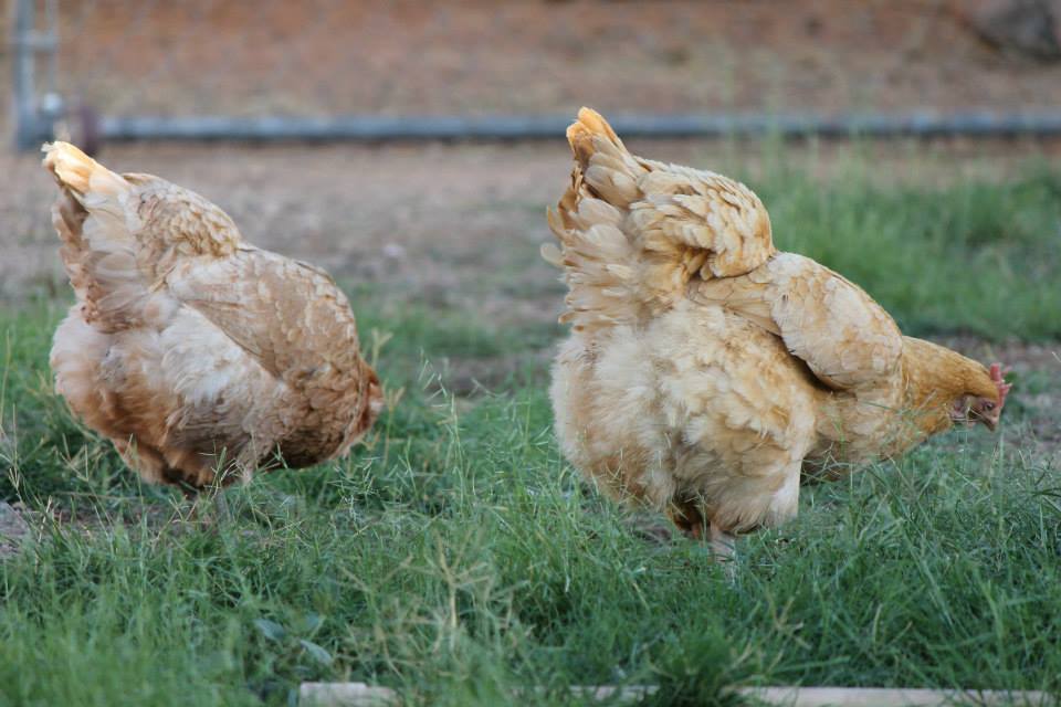 Chicken butts.... I love it