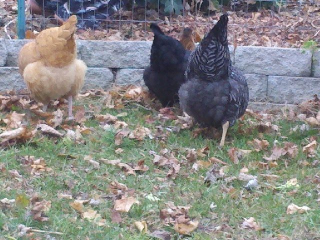 chicken butts (: :p