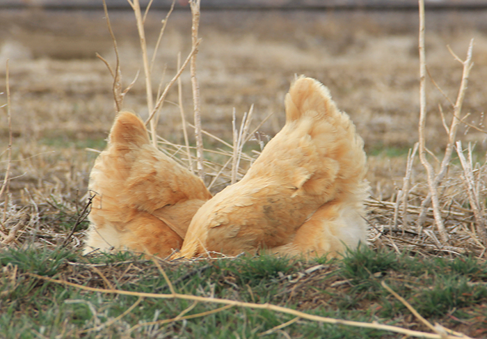 chicken butts