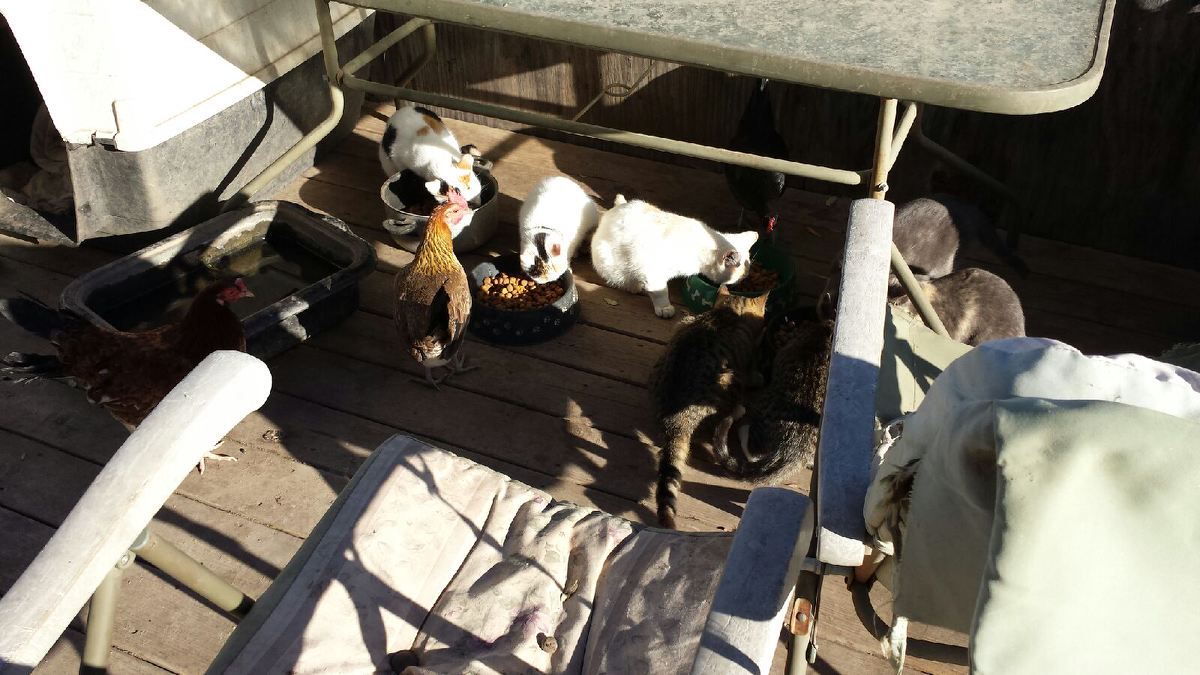 chicken, cats and dogs eating together :) don't see this often!!