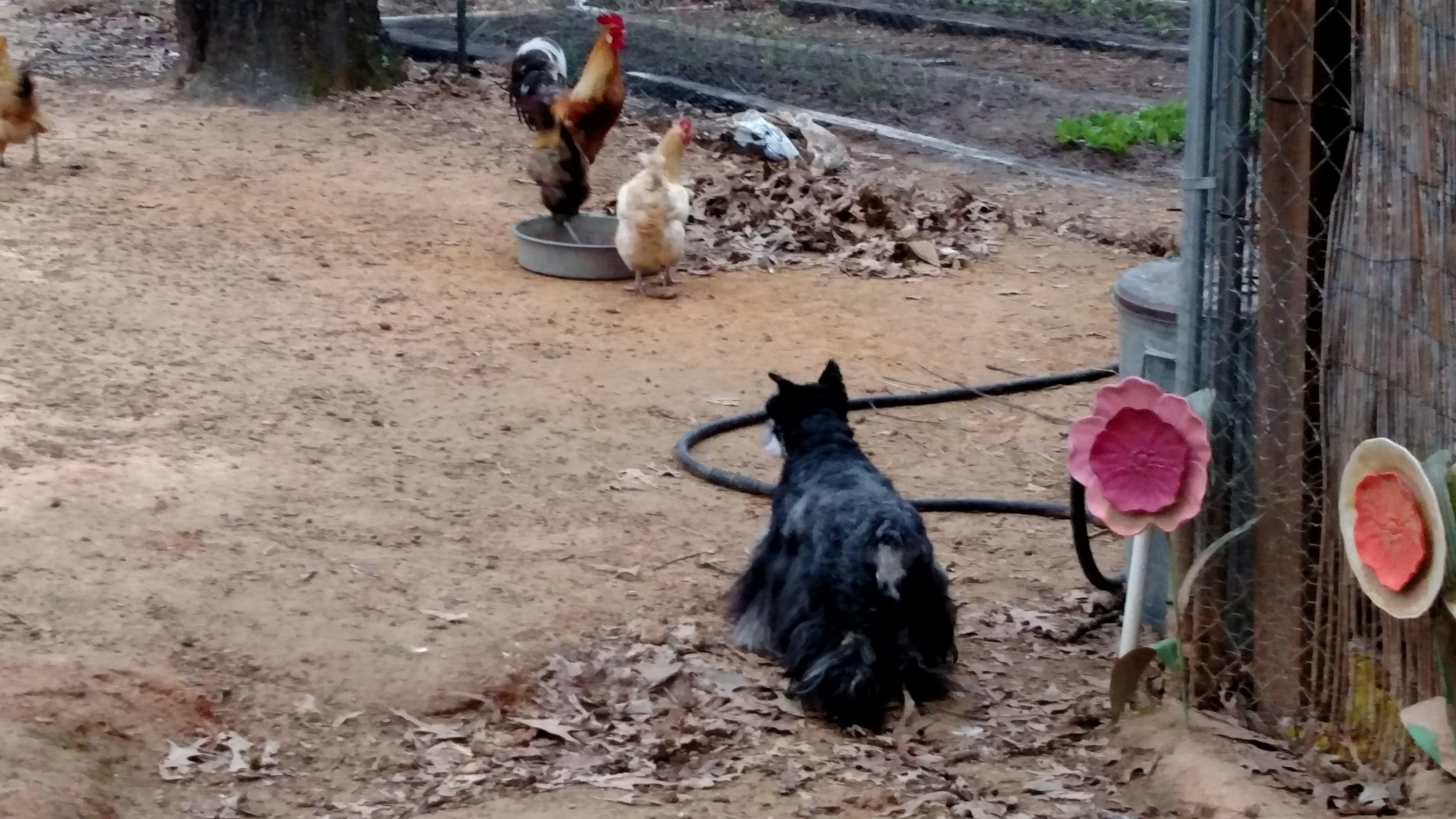 Chicken chaser.  Mattie - miniature schnauzer.  She can't see a thing but has a good sniffer.  She gives the birds trouble when she's out.