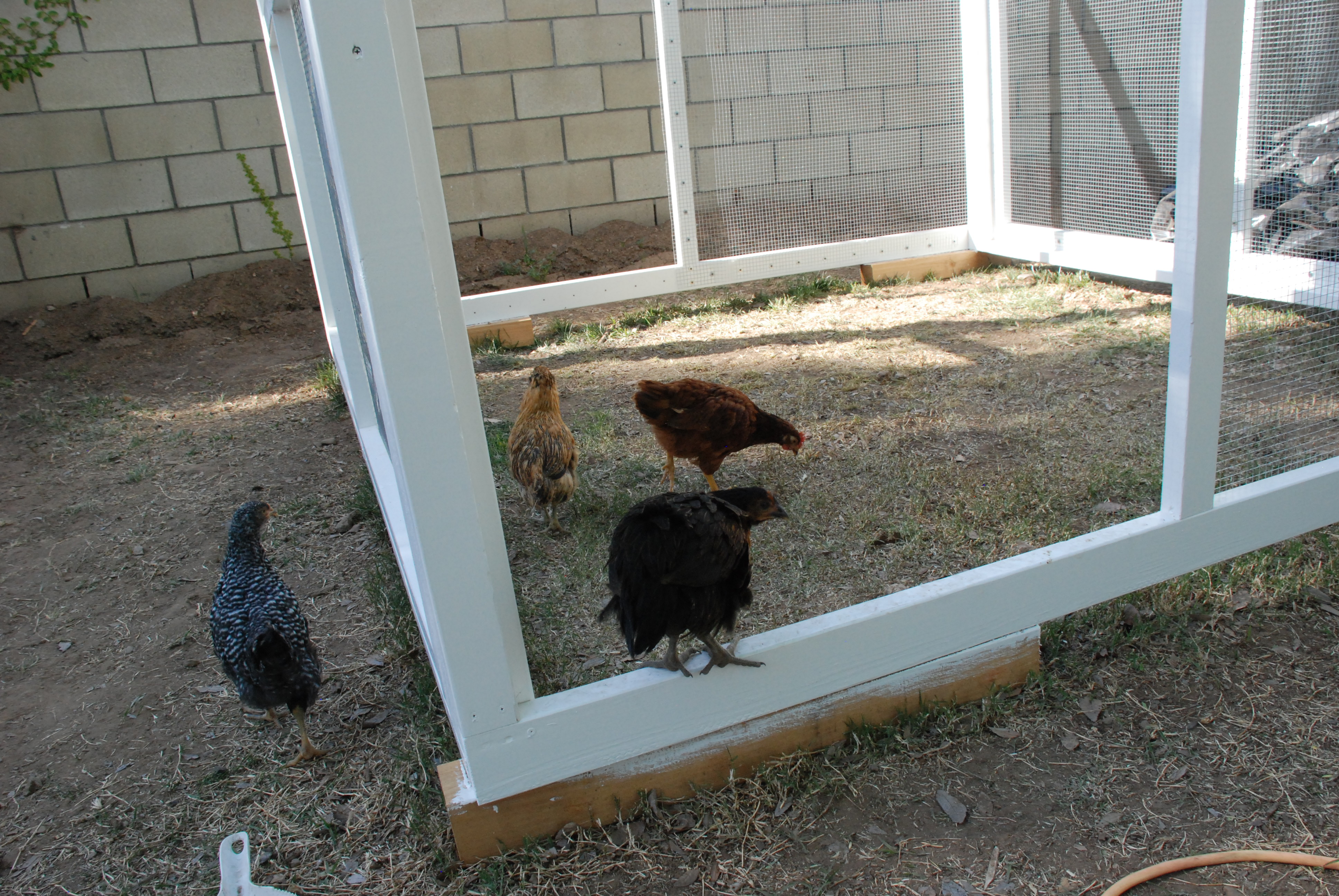 Chicken checking out their new digs.