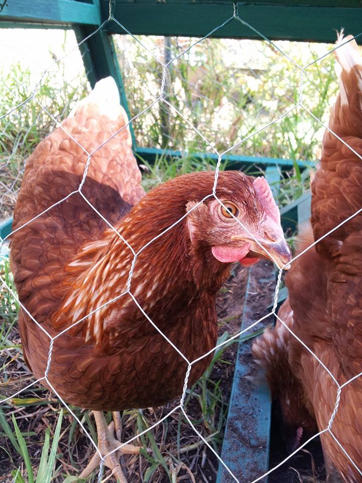 Chicken closeup