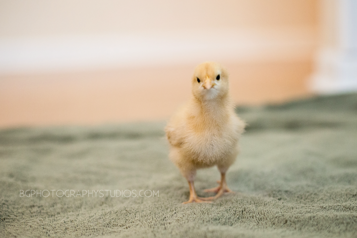 Chicken Consuela, our Buff Orpington, at 1 week, 2 days old.
--> She's by far the friendliest. She loves to roost on your arm, and she's not afraid of anything. Consuela sleeps wherever and however she can -- with her head on the feeder, her leg out, behind the roost, with her head on her sisters. She's such a funny girl!
