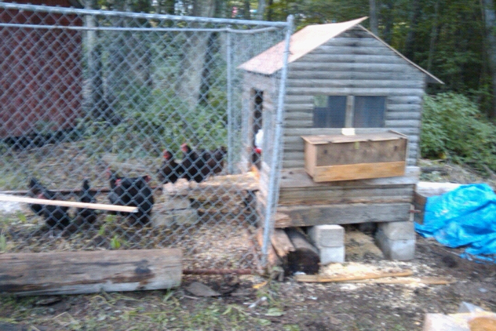 Chicken coop #1