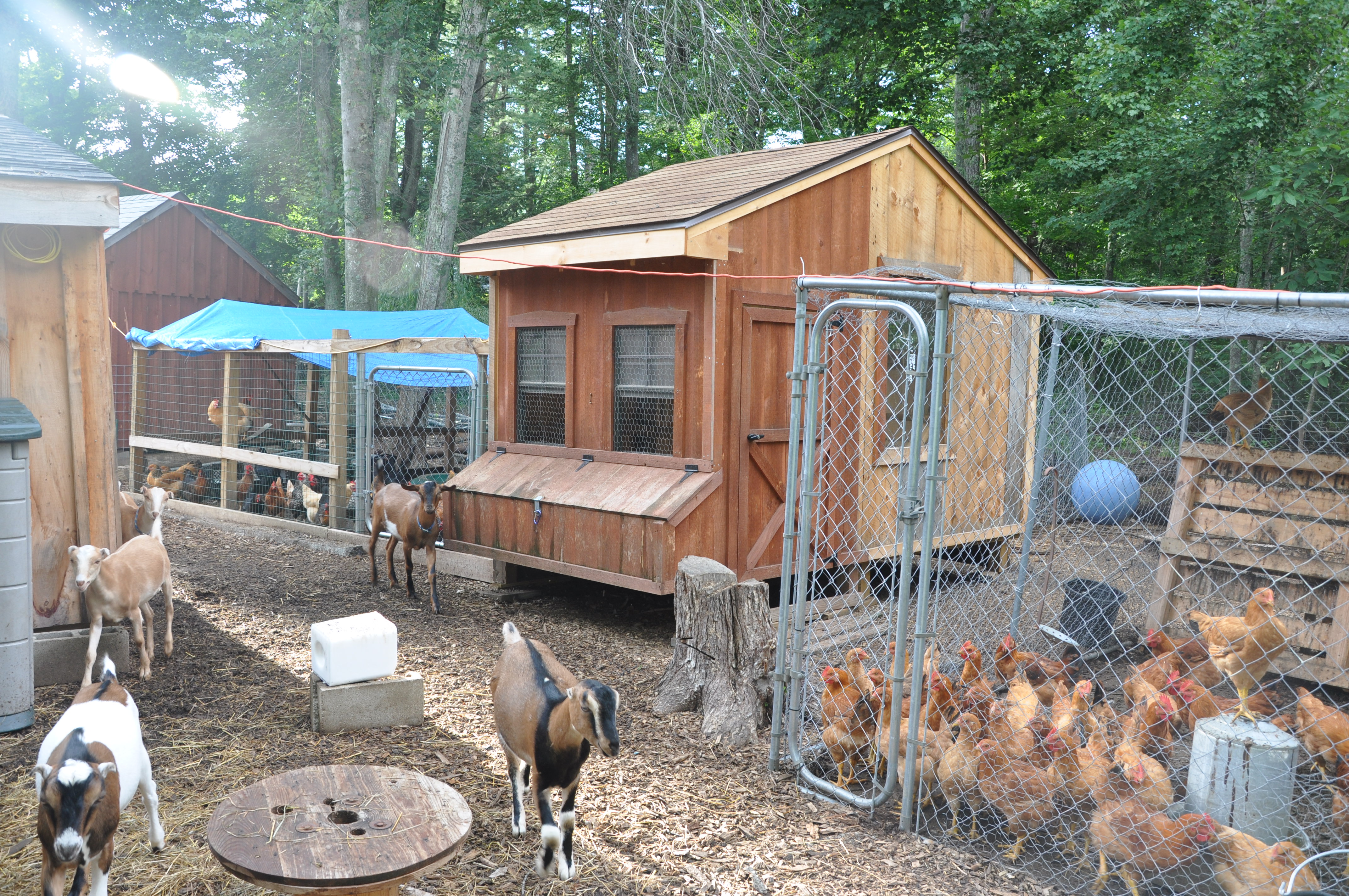 Chicken coop #4
much needed expansion