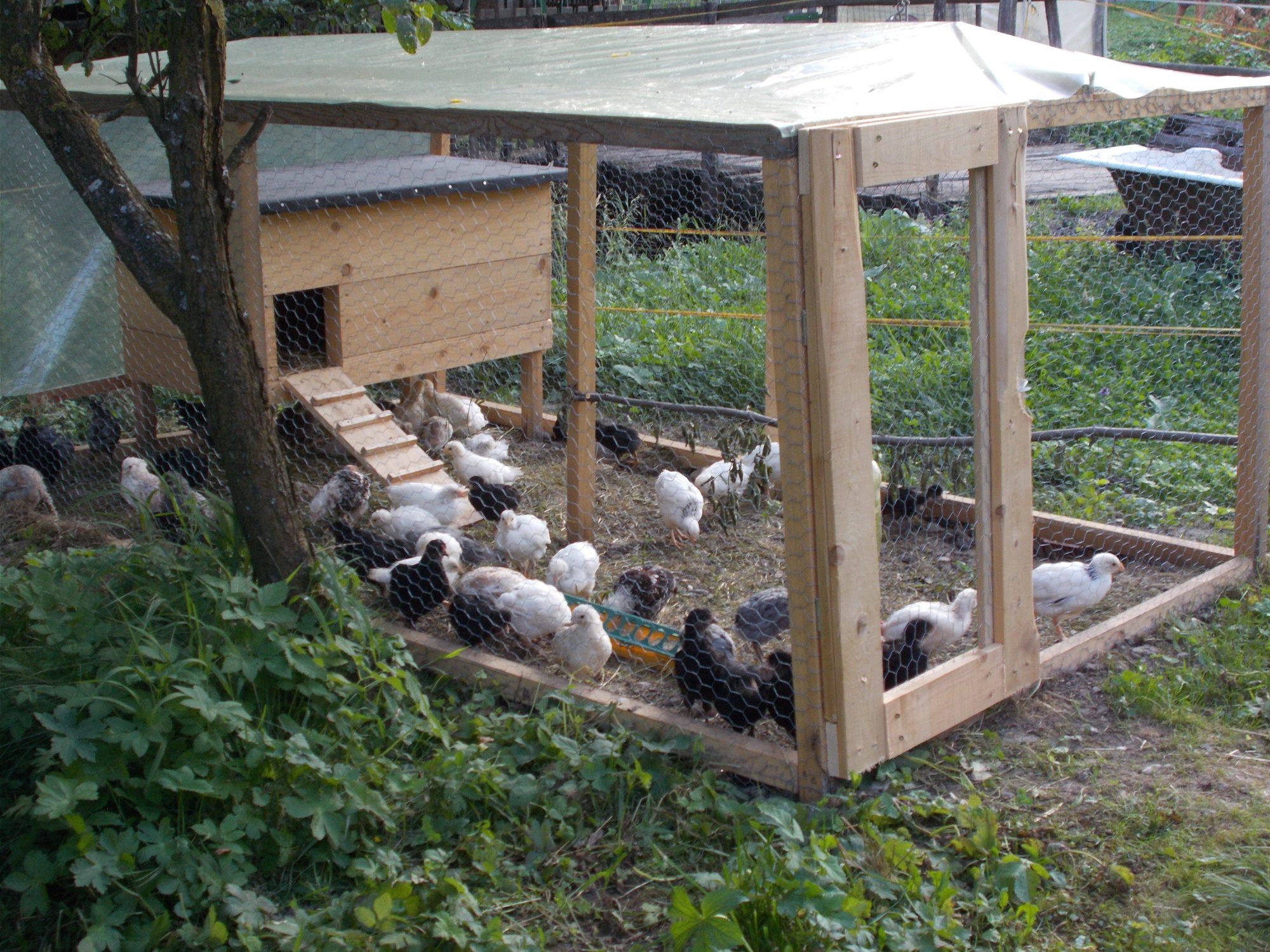chicken coop