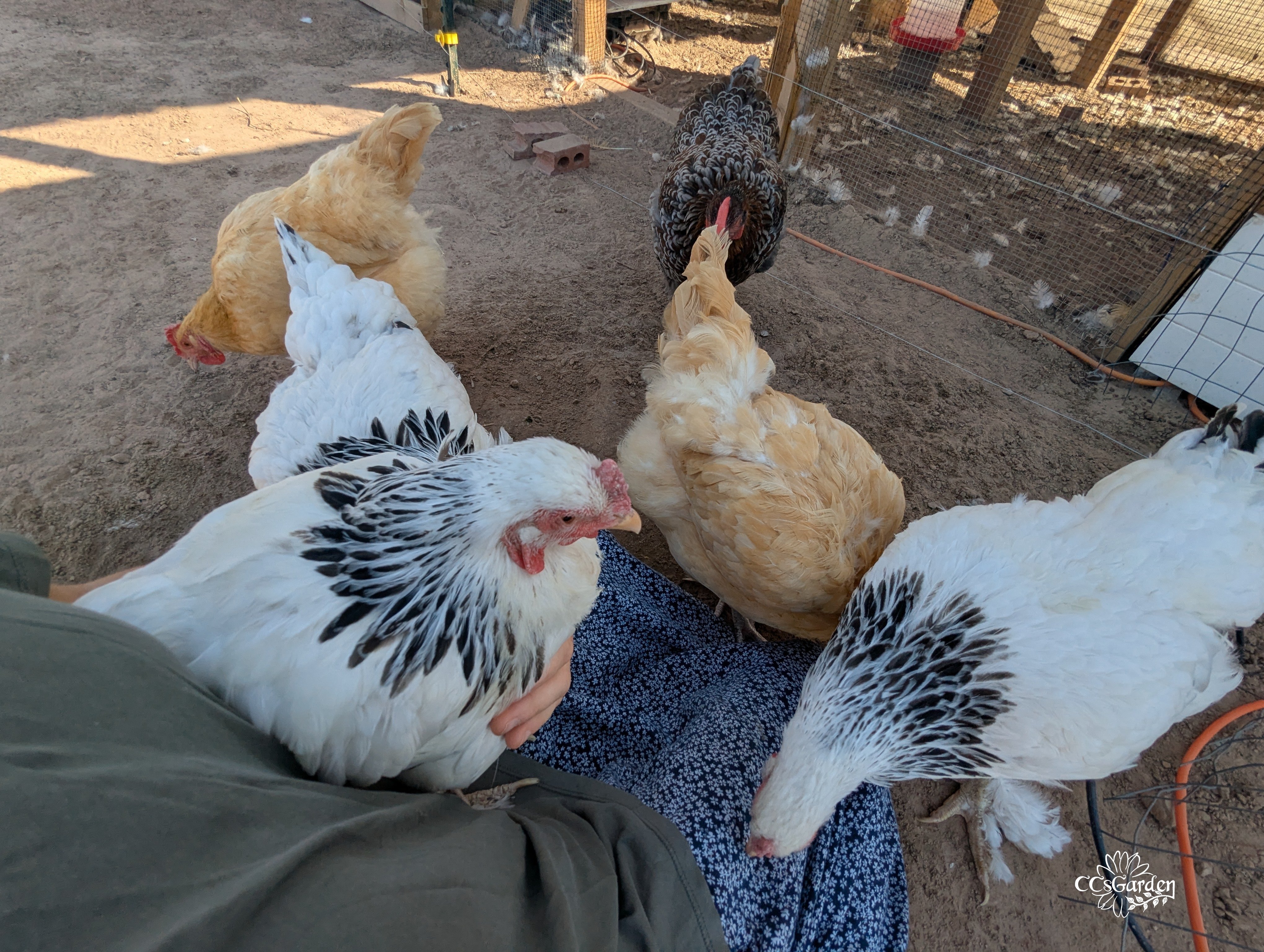 chicken cuddles