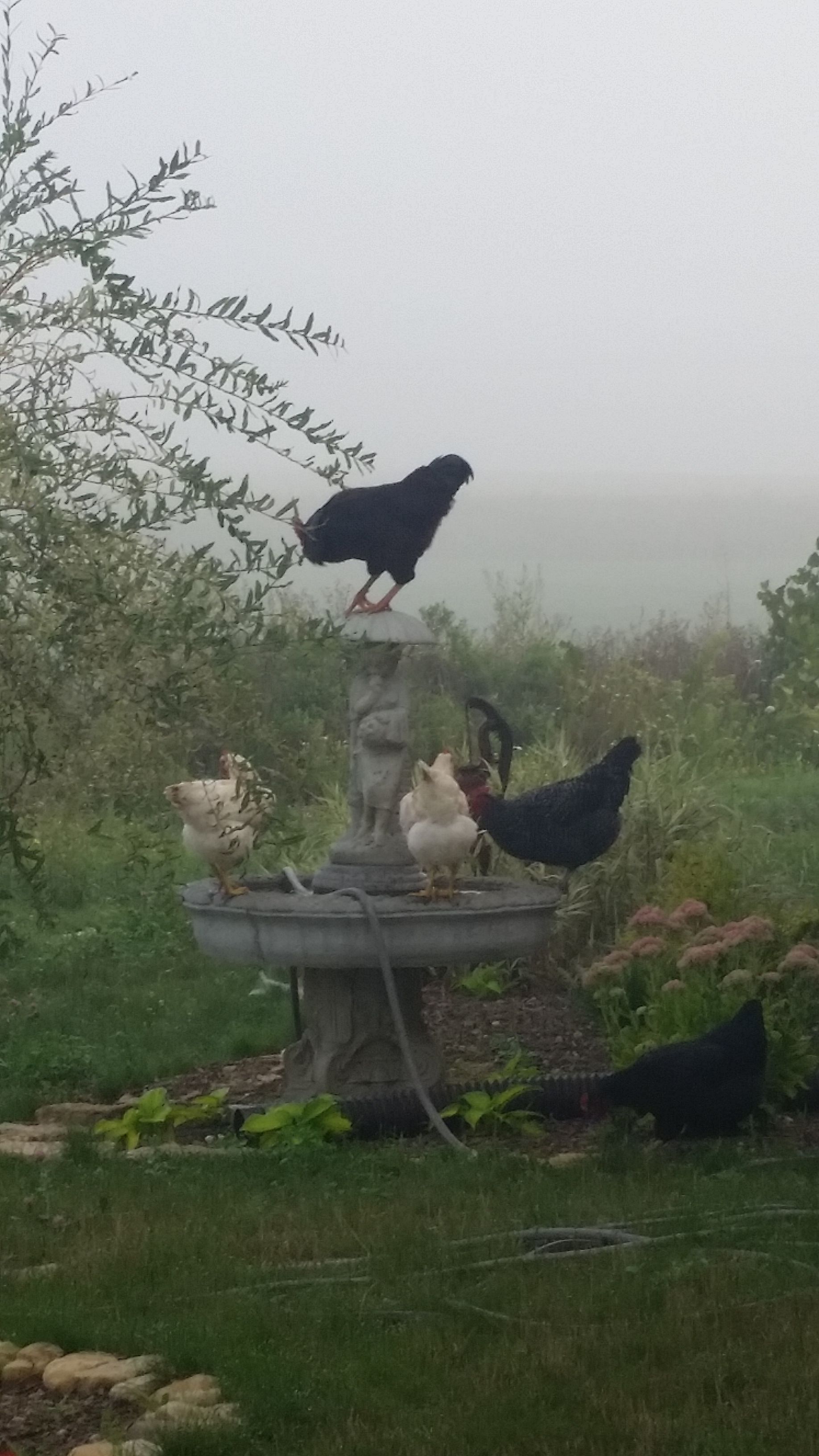 Chicken drinking  fountain