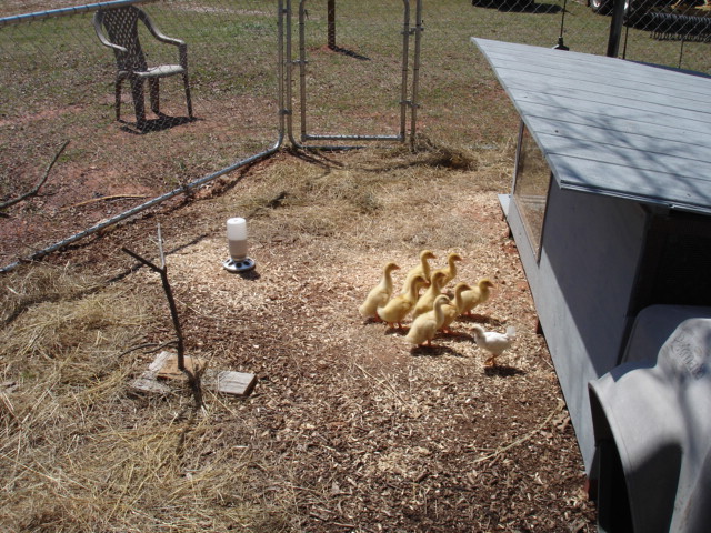 Chicken / Duck coop