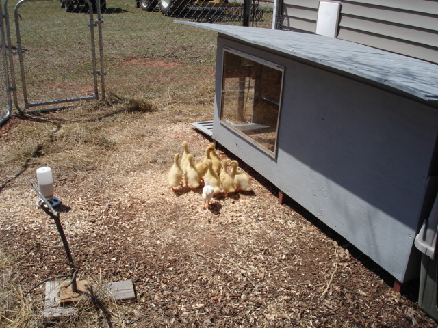 Chicken / Duck coop