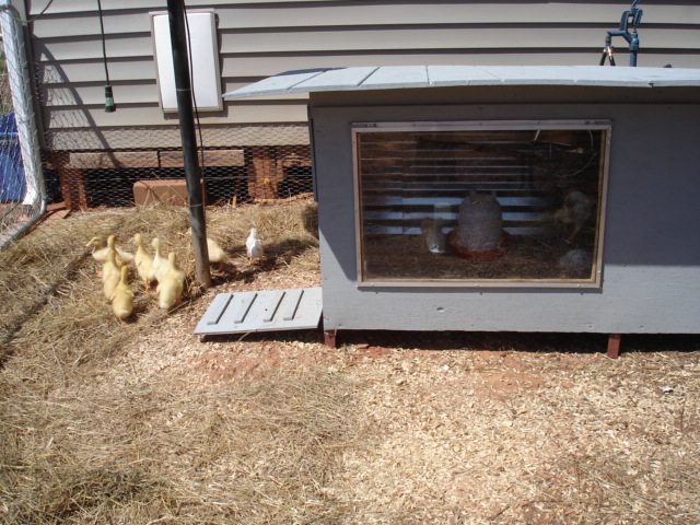 Chicken / Duck coop