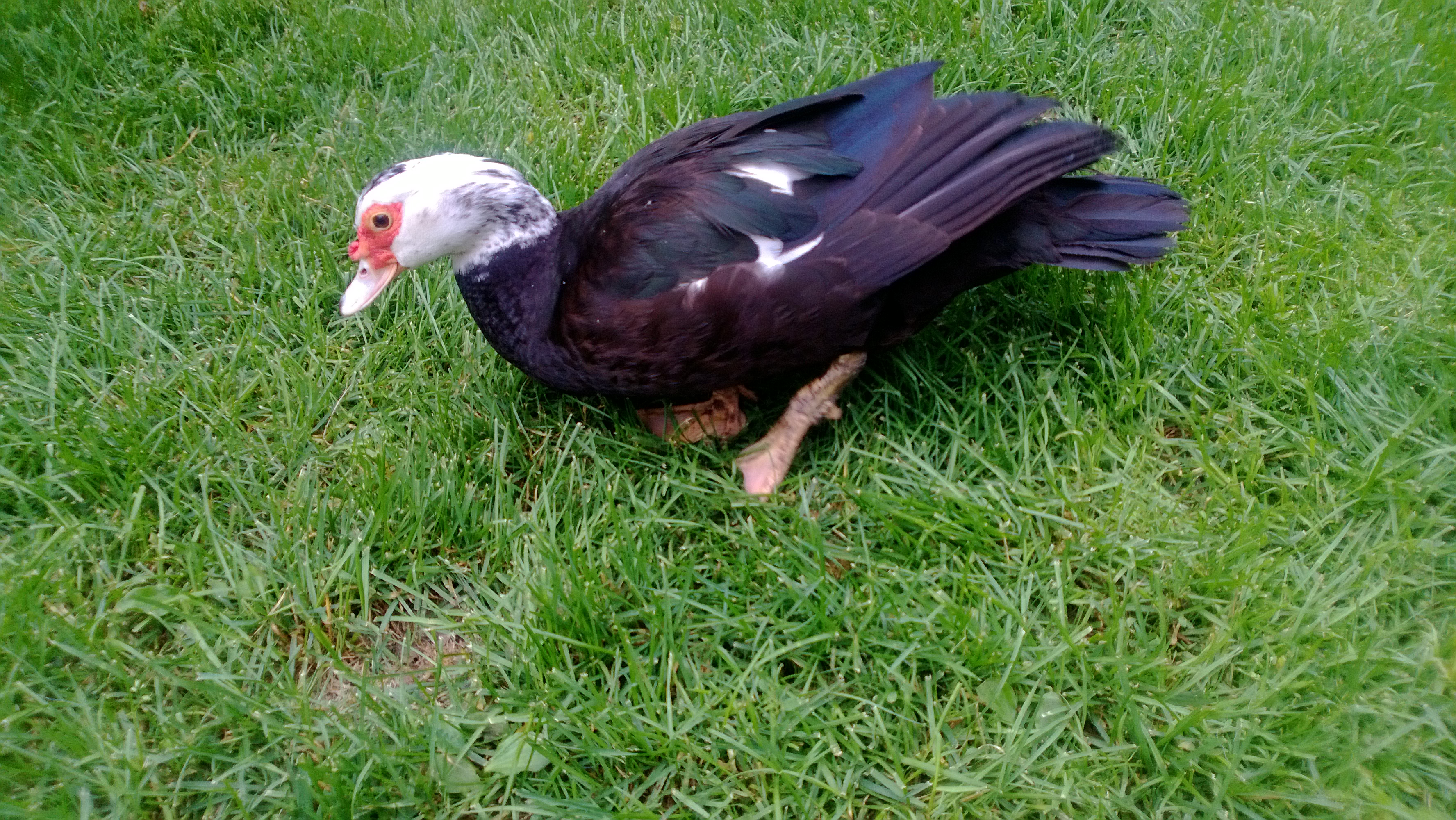 Chicken Duck