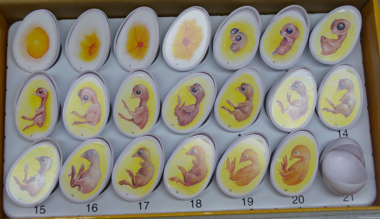 Chicken Egg Development
