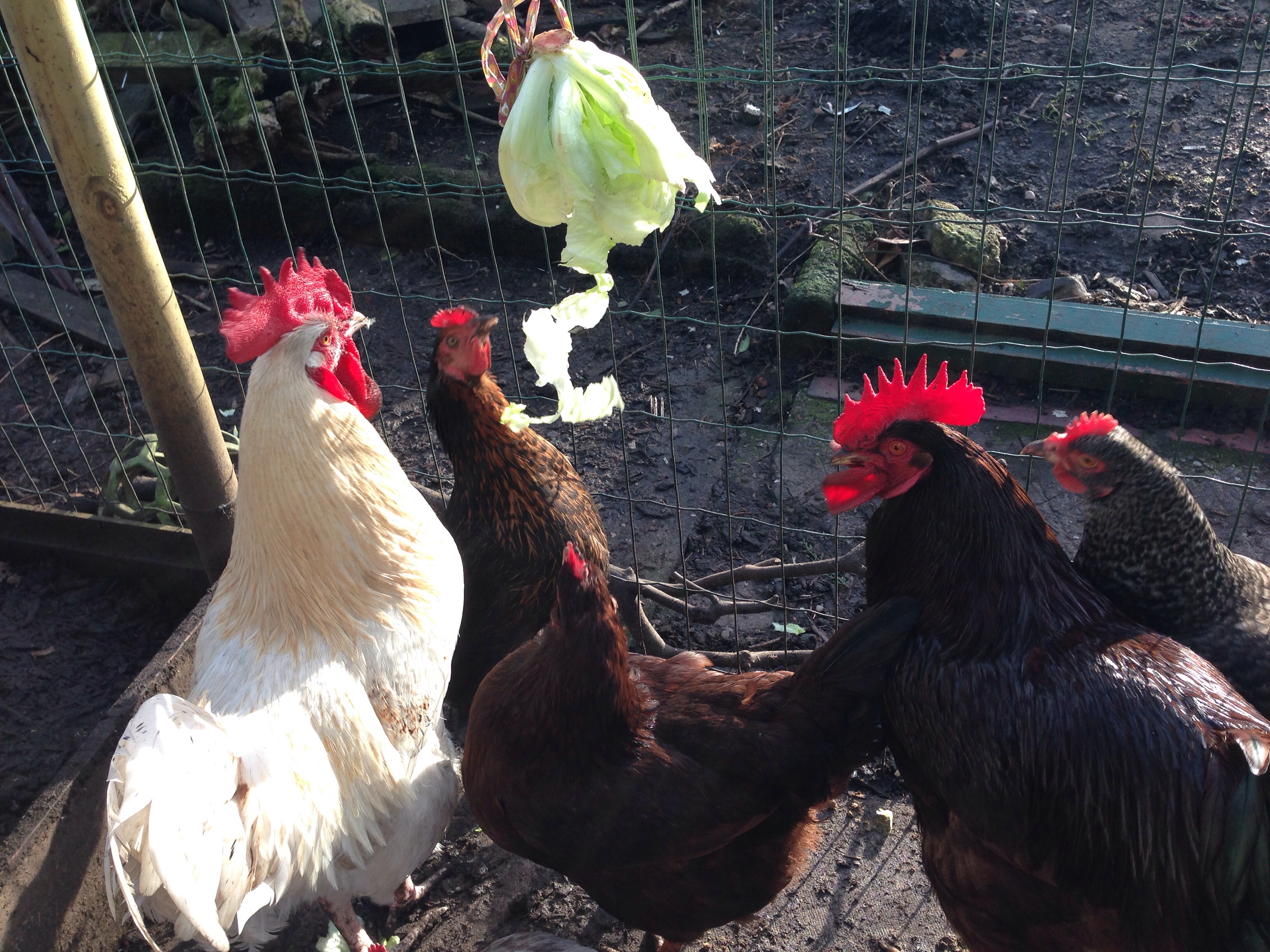 Chicken entertainment