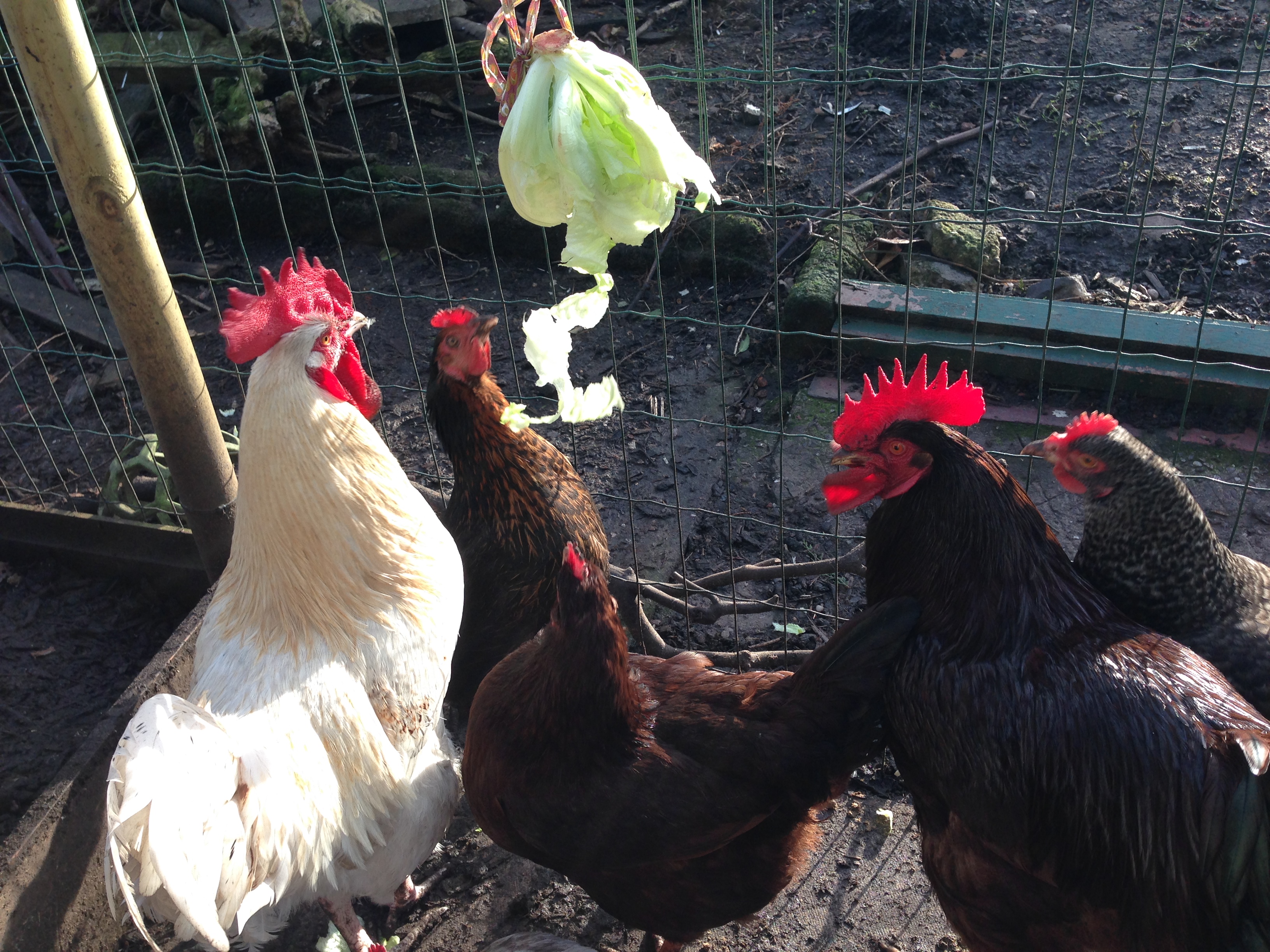 chicken entertainment