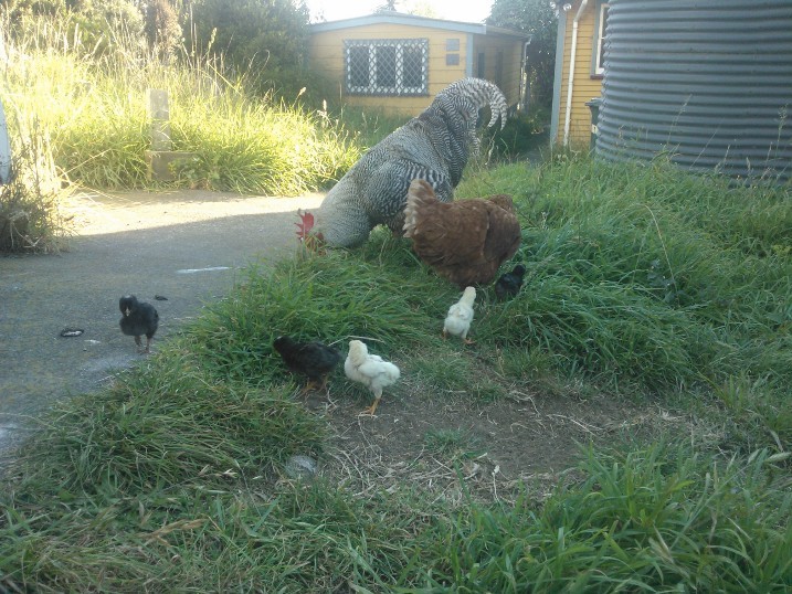 Chicken family!
