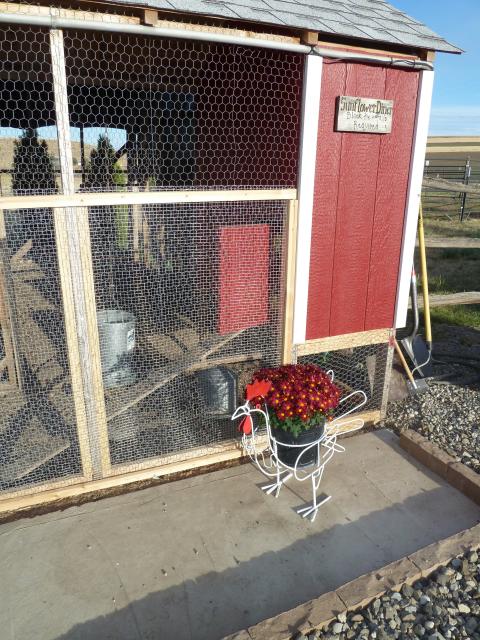 Chicken flower pot that graces the front of the run.