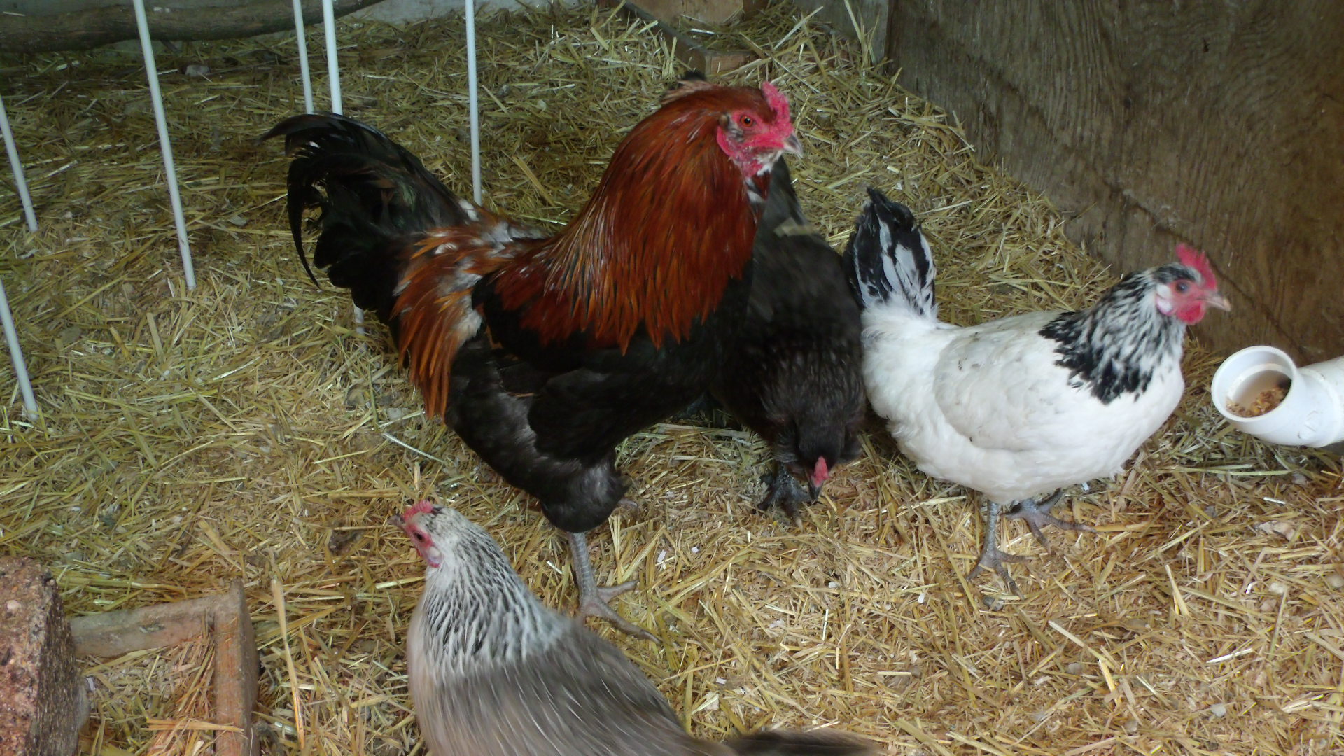 Chicken George my senior rooster.