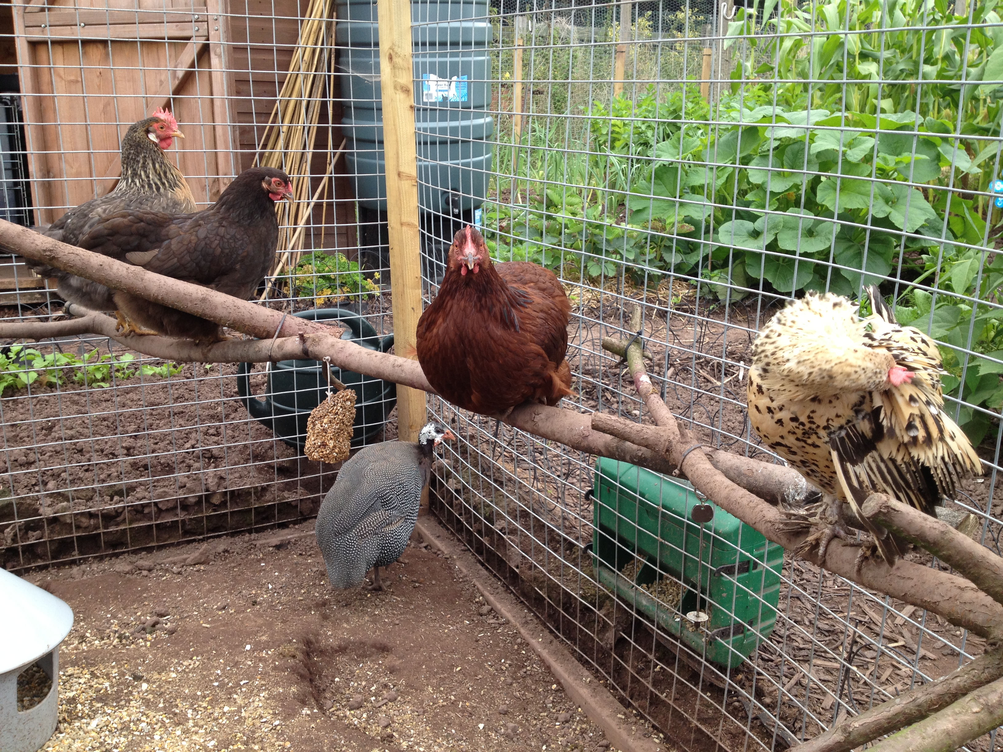 Chicken gossip circle