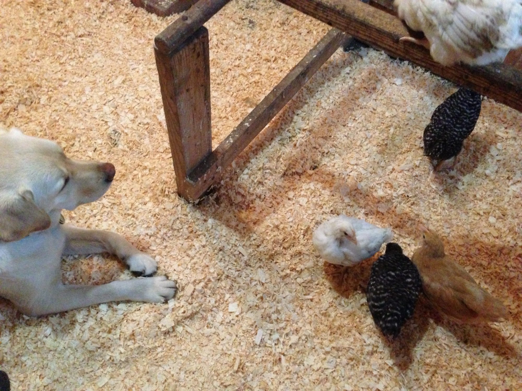chicken guard dog in training :)