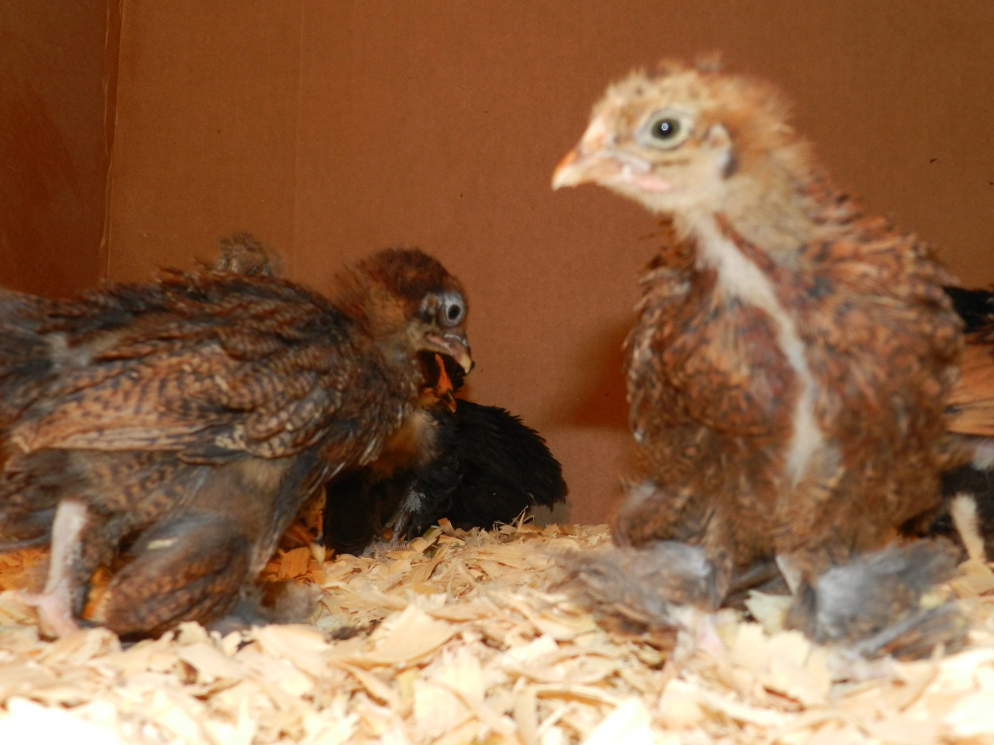 Chicken HAWK right, Hoss on left