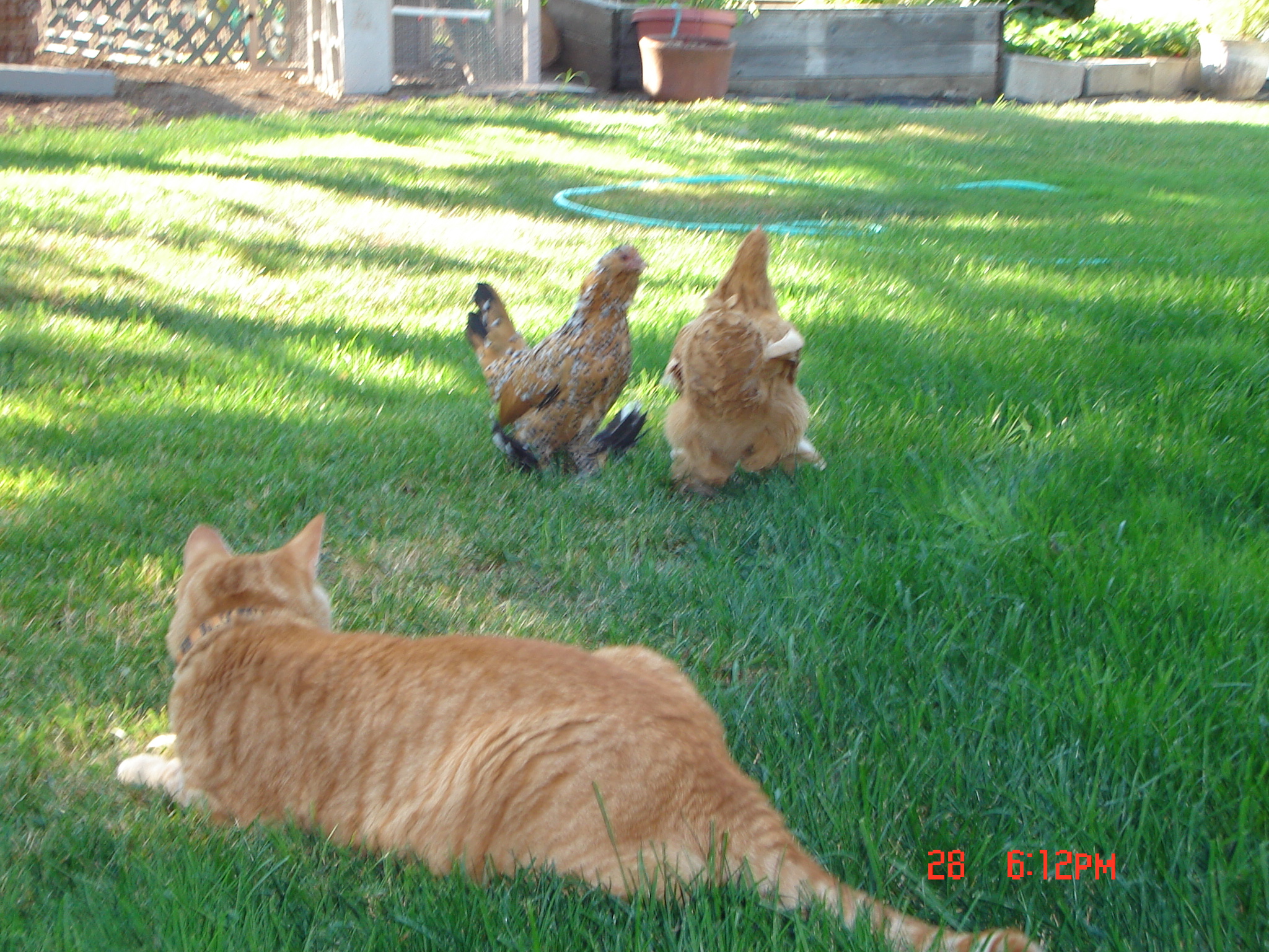 Chicken herding cat, Morris