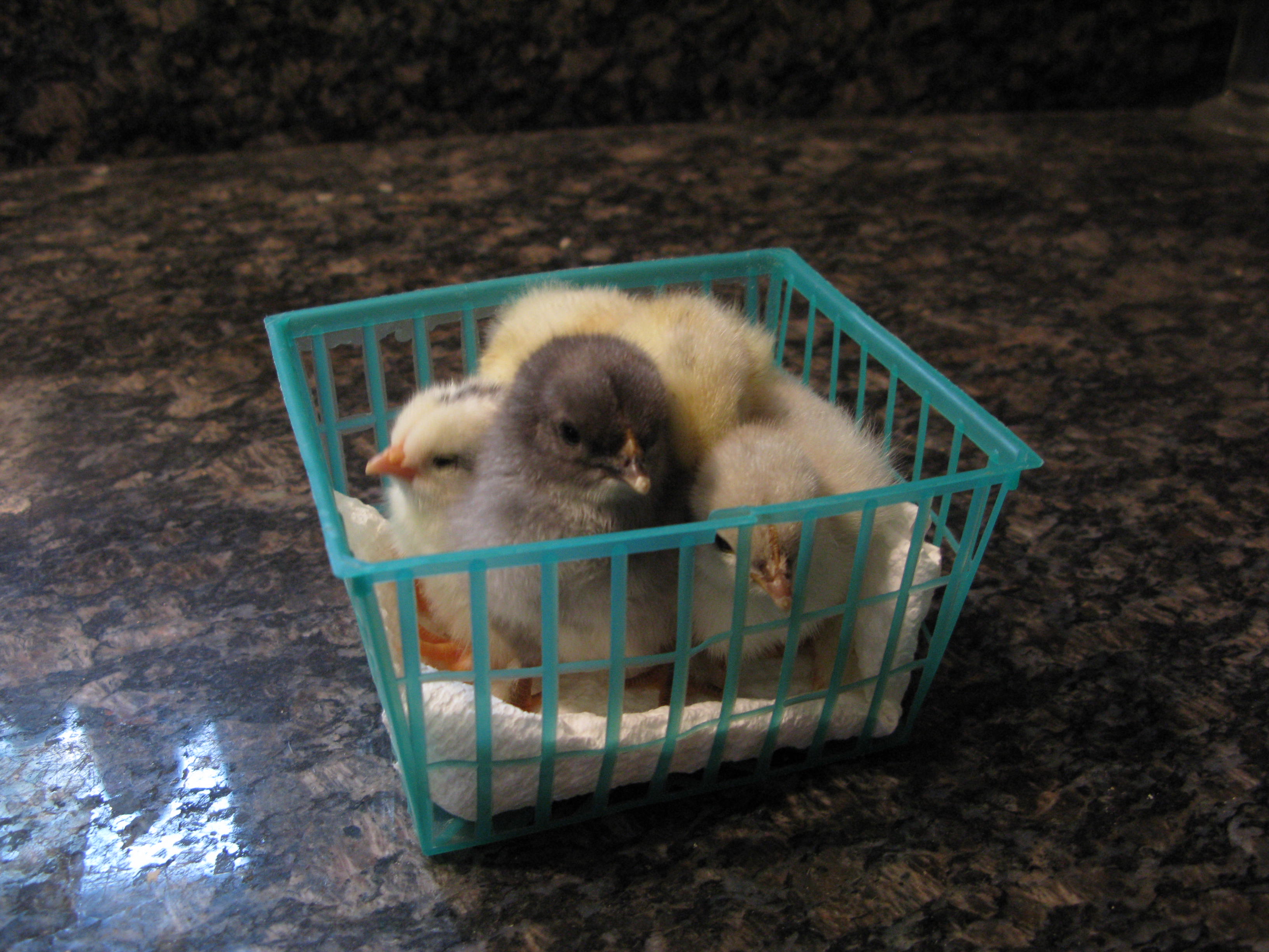 Chicken in a basket!