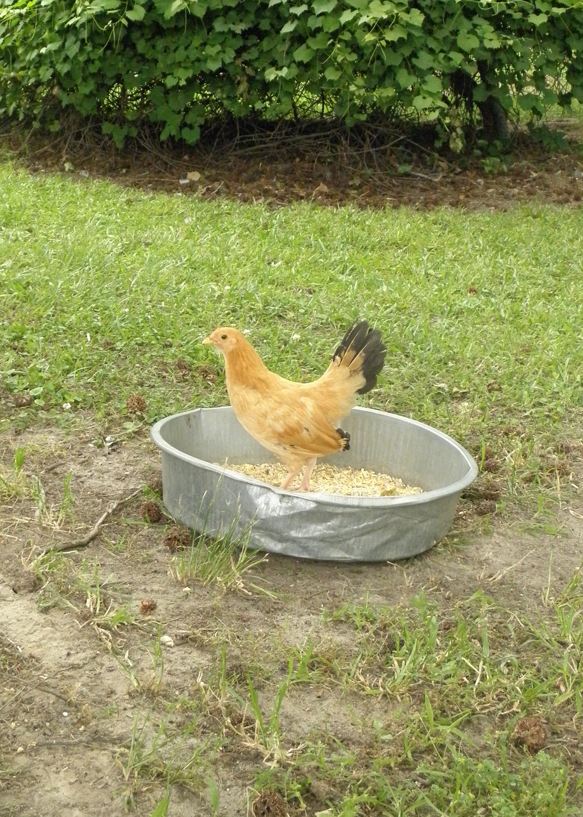 Chicken in a pan!
