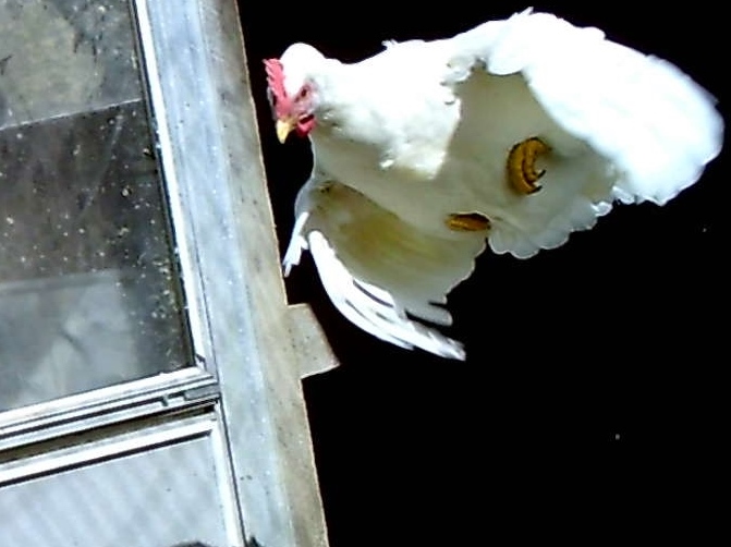 Chicken in Flight