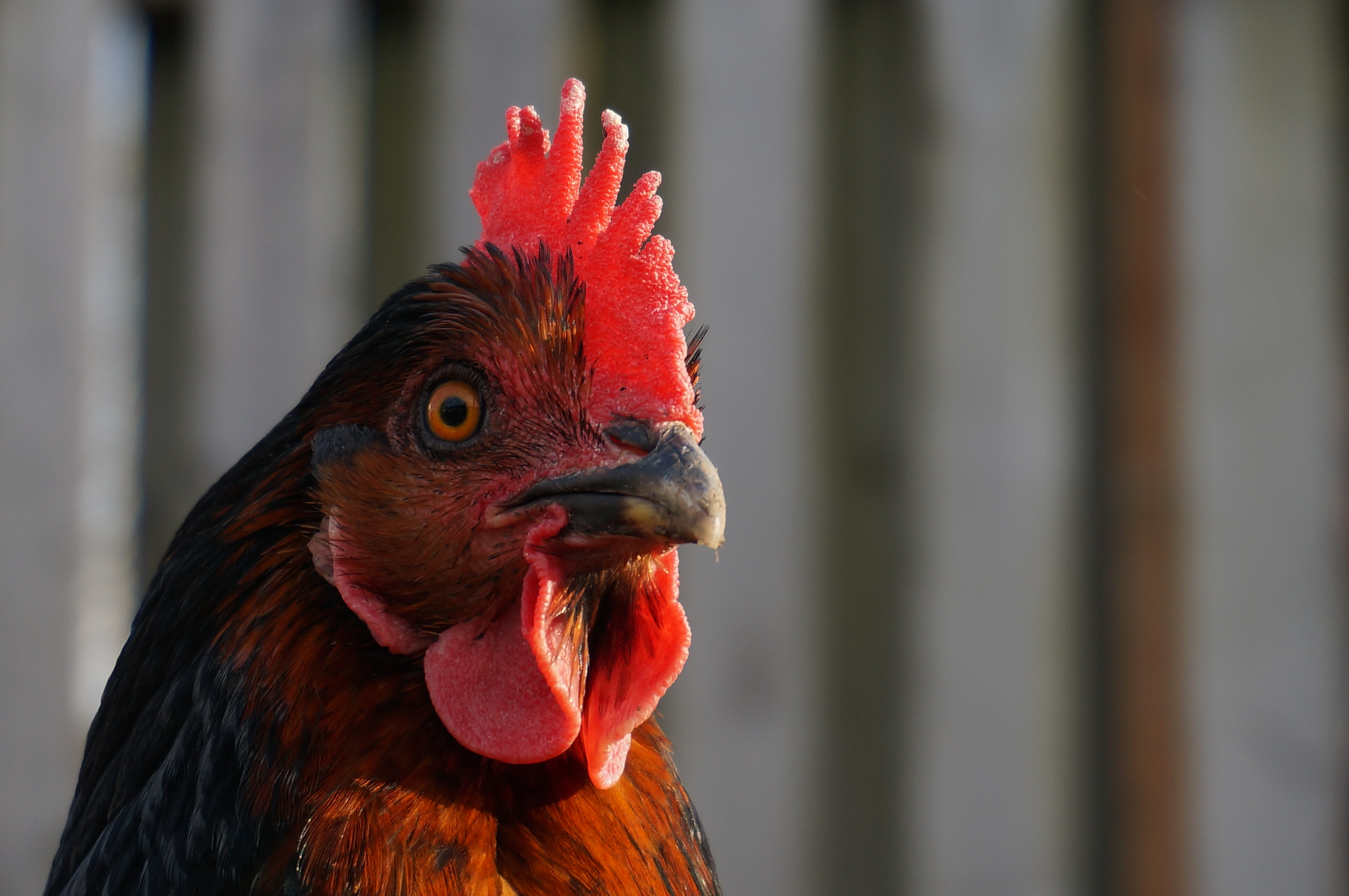 Chicken in sunset