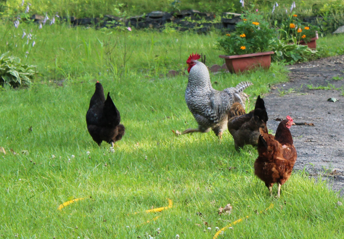 chicken in the front yard. barred rock rooster, australorp, rhode island red and Americana.
