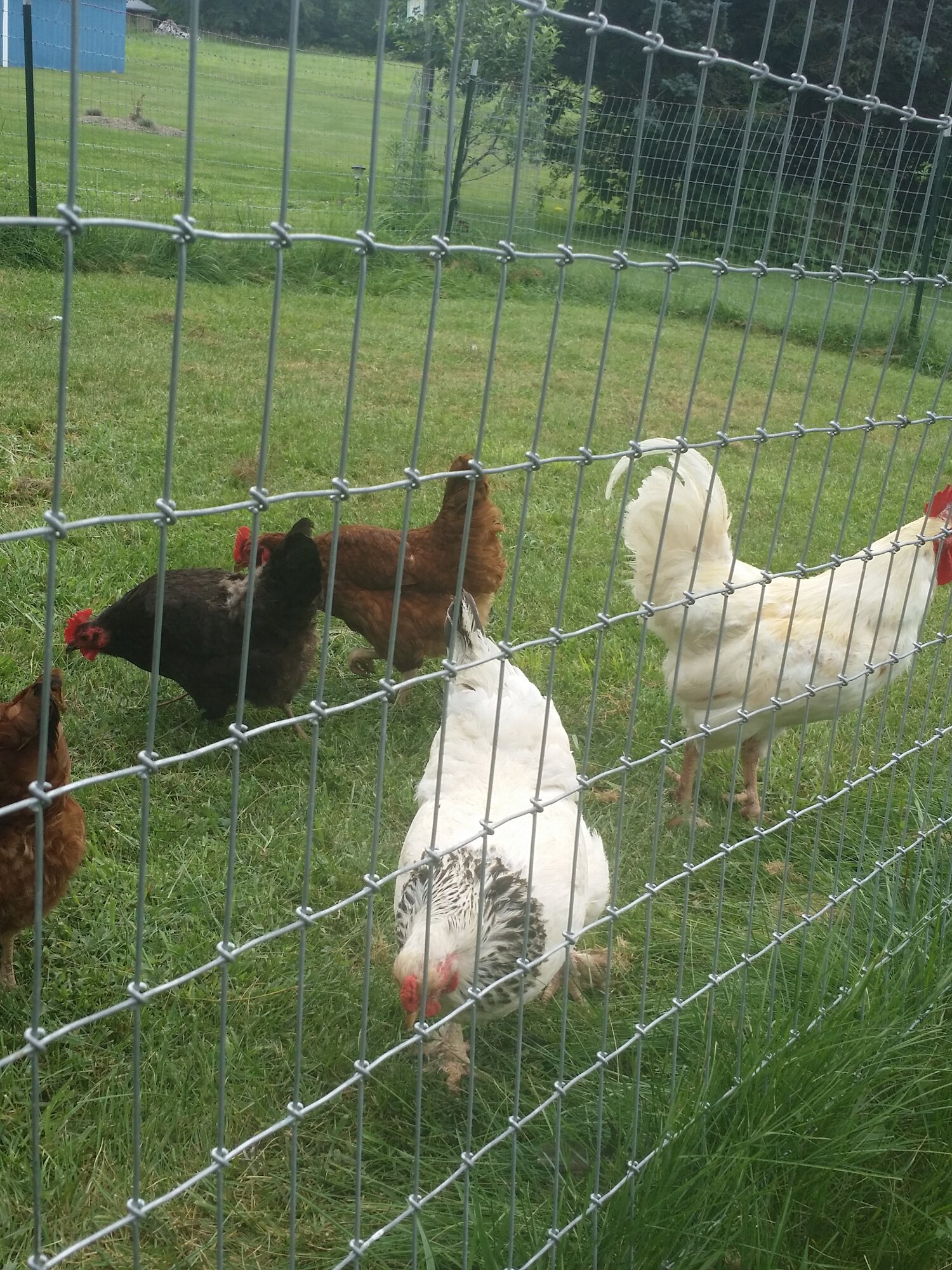 Chicken in the pasture