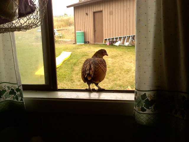 Chicken in the window