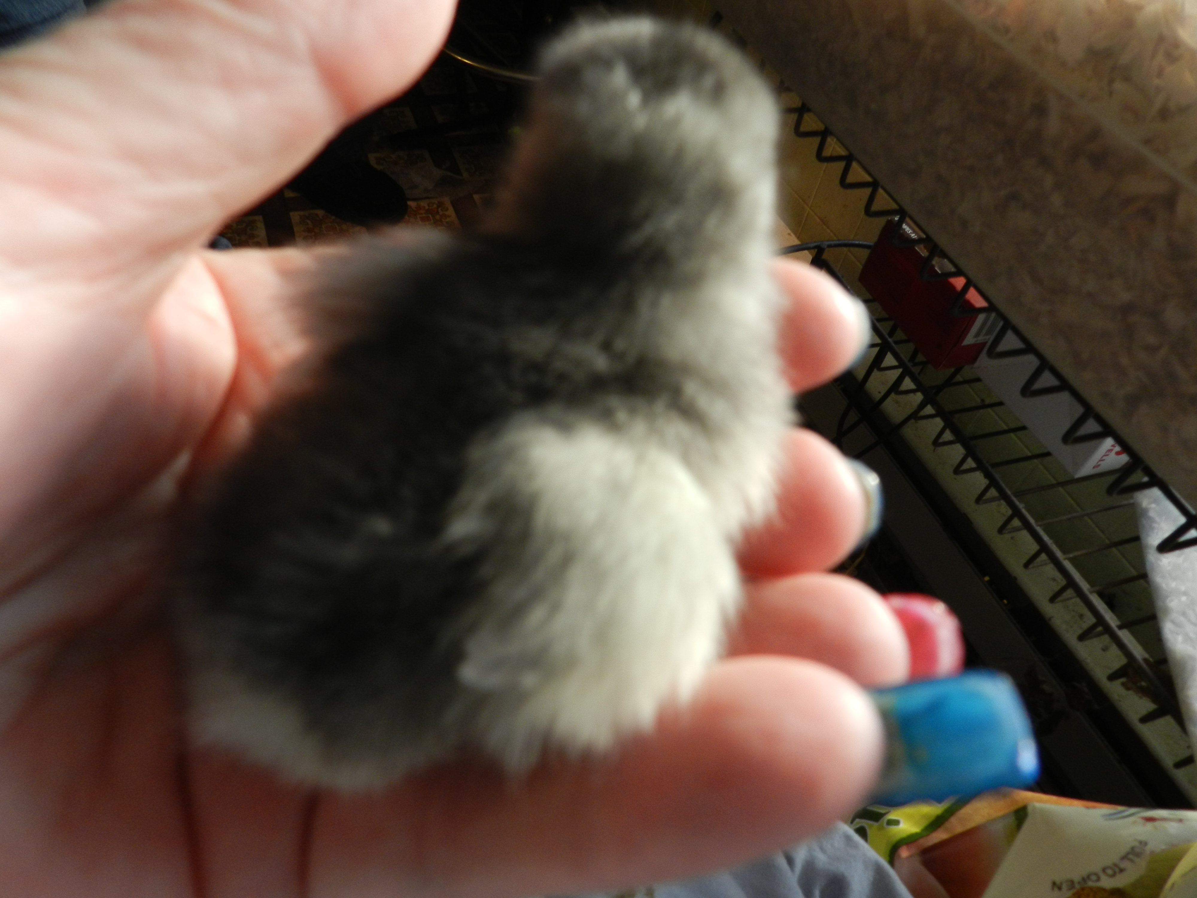 Chicken leg