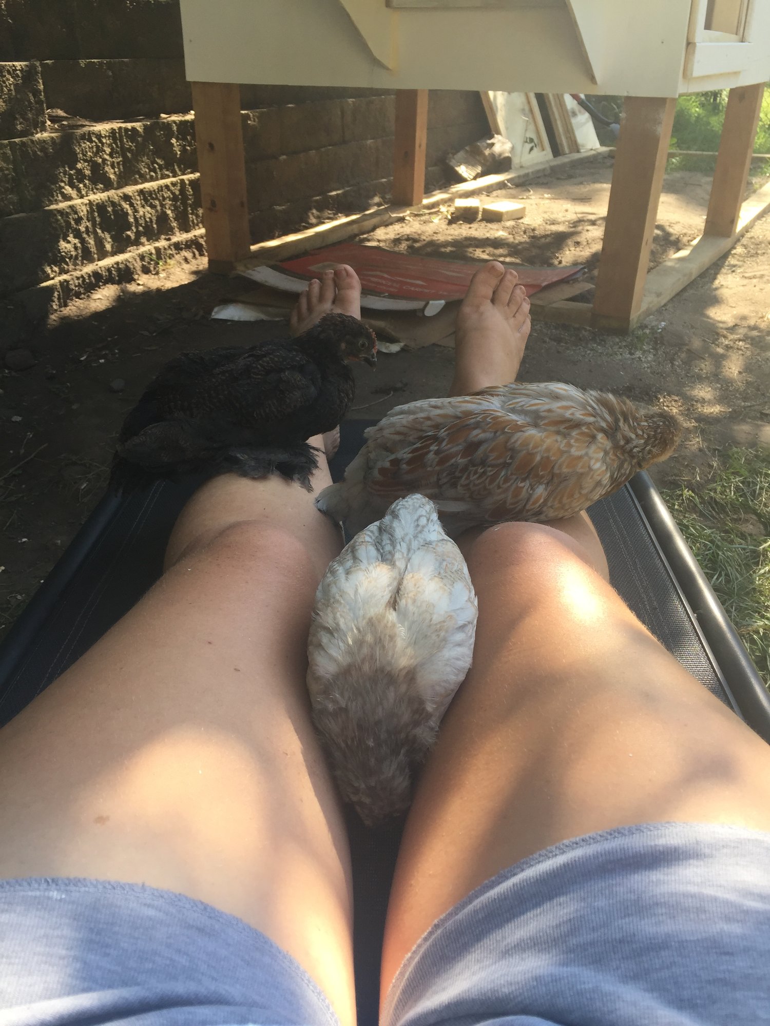 Chicken Legs