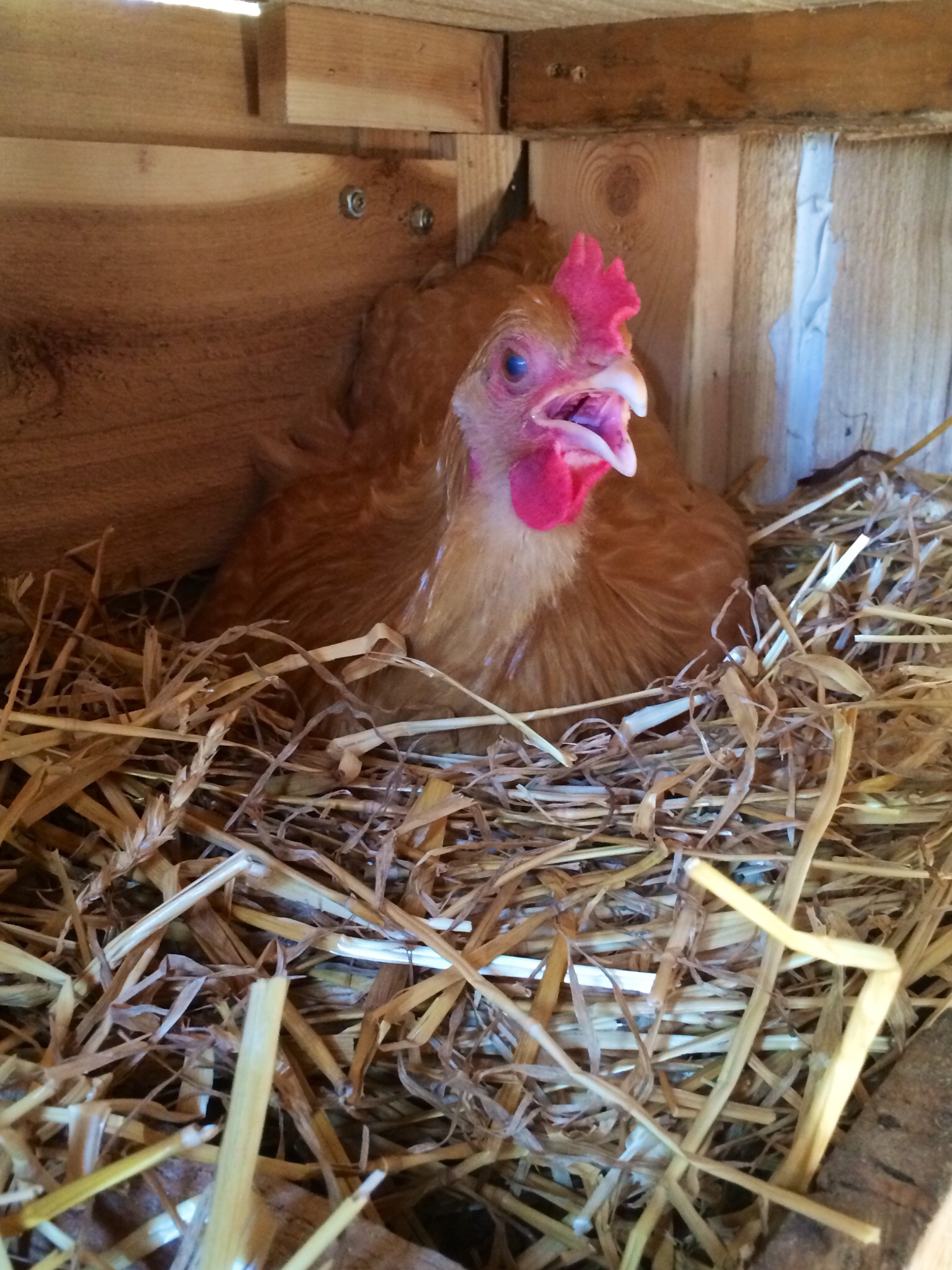 Chicken little 4 1/2 months