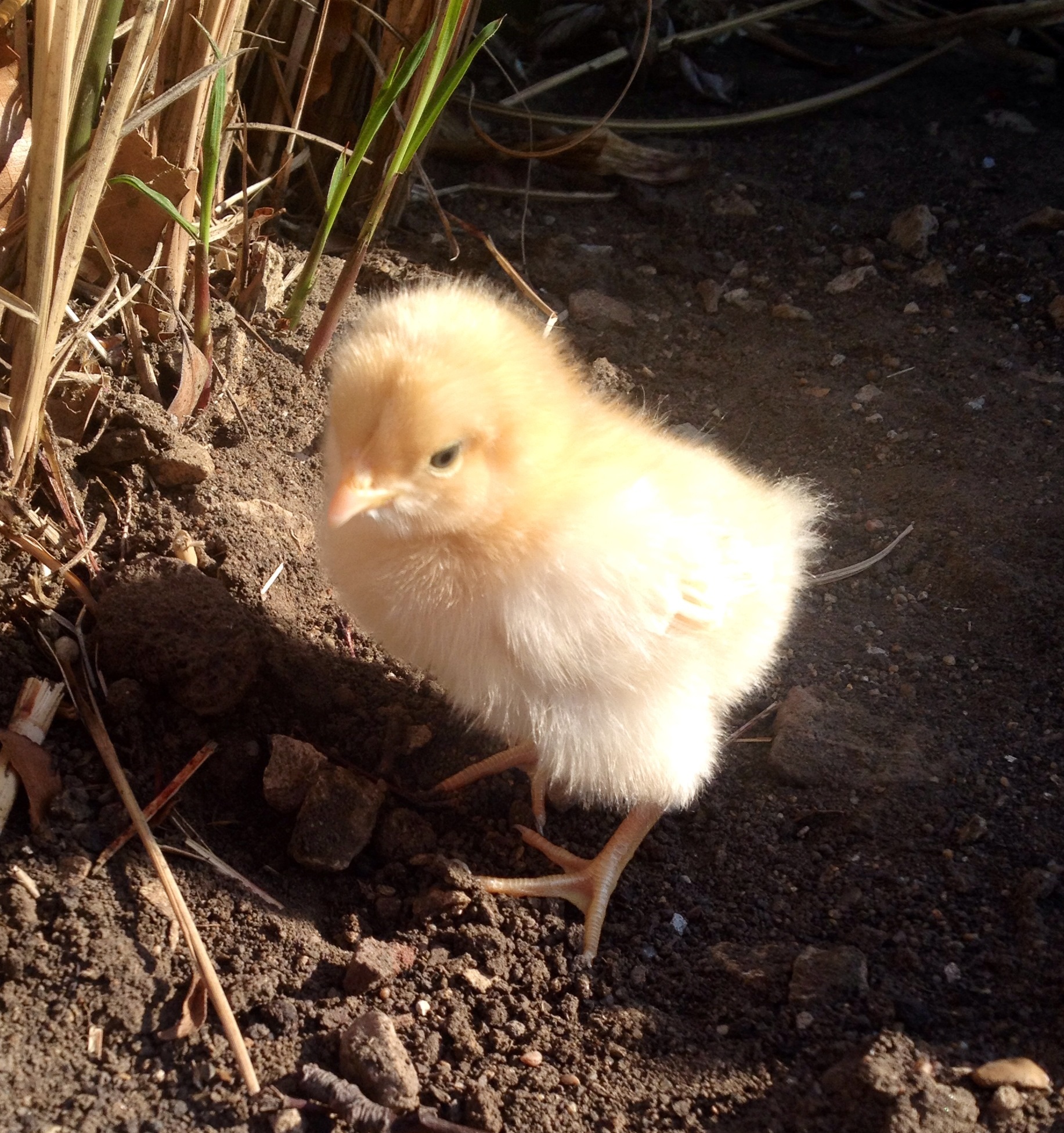 Chicken Little 4 days old
