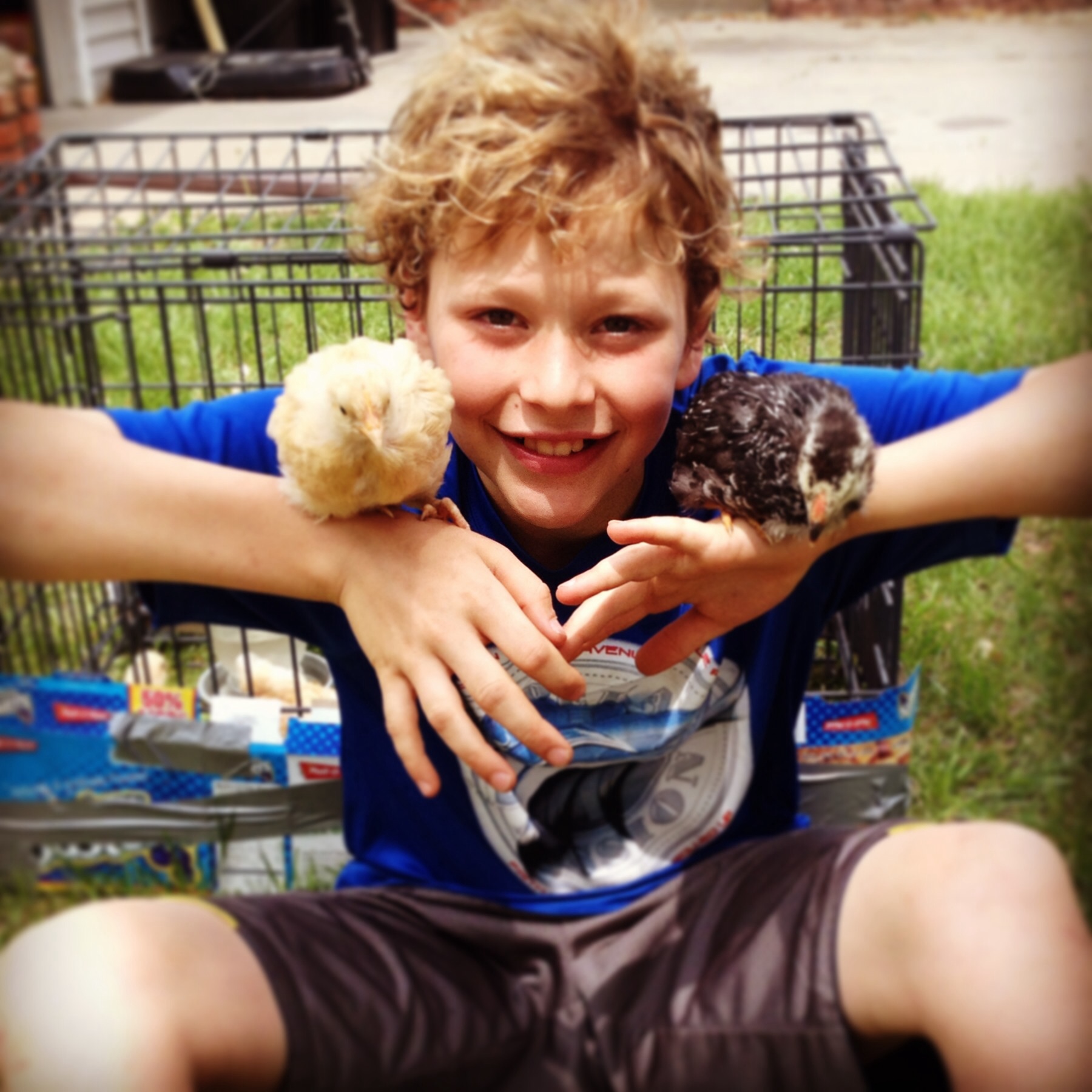 Chicken Little and Buck Cluck 4 wks old