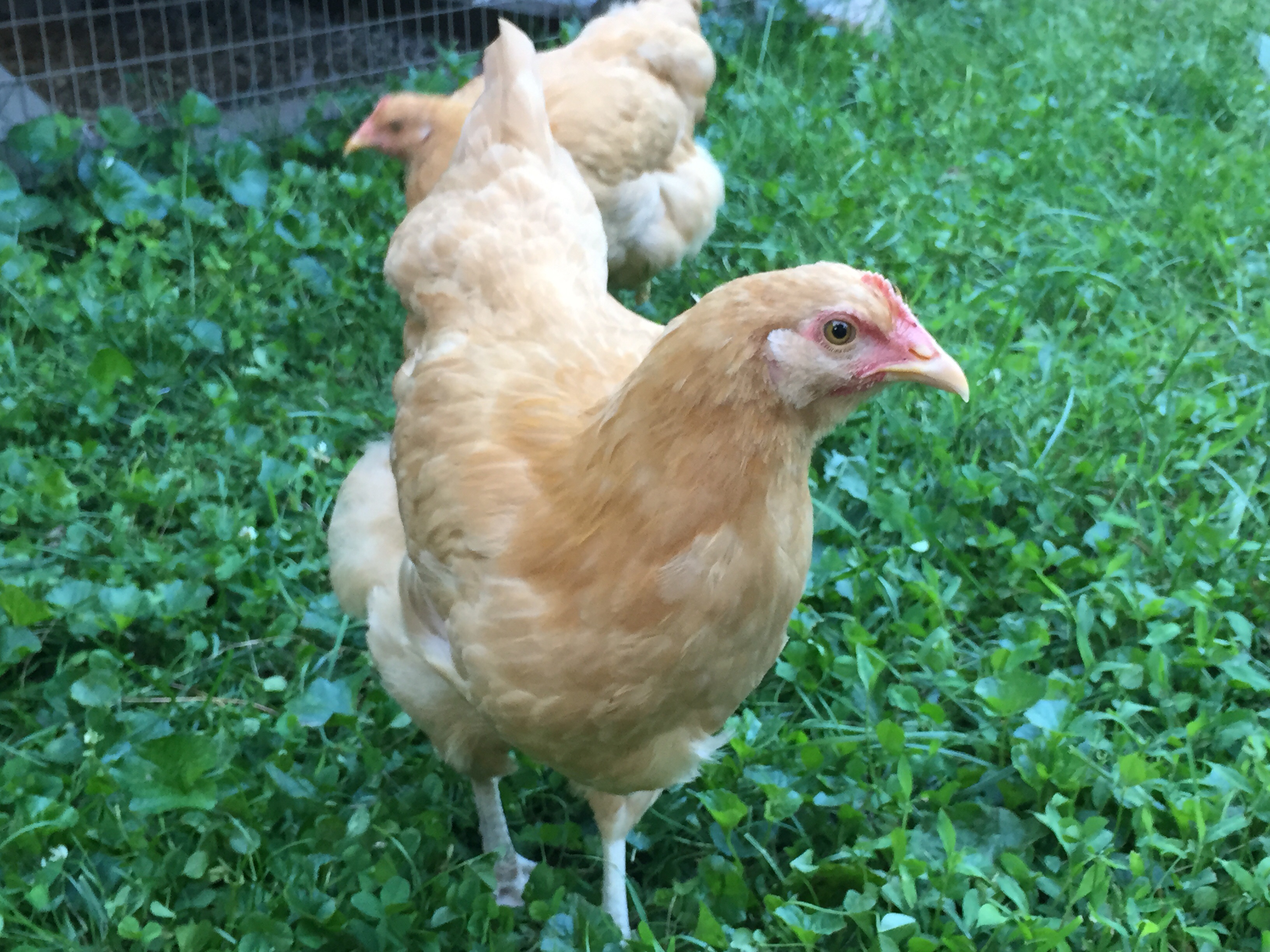 Chicken Little & Buff Puff - Buff Orpingtons