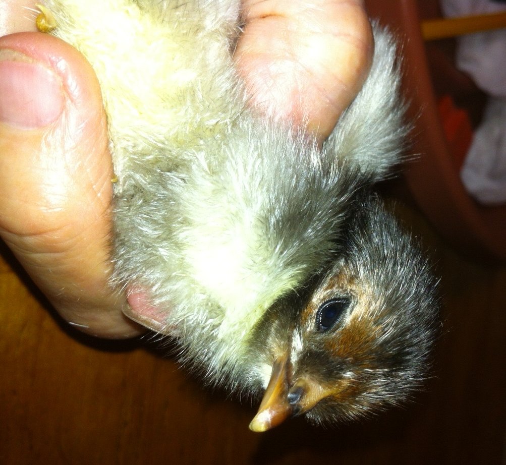 Chicken Little Take 2